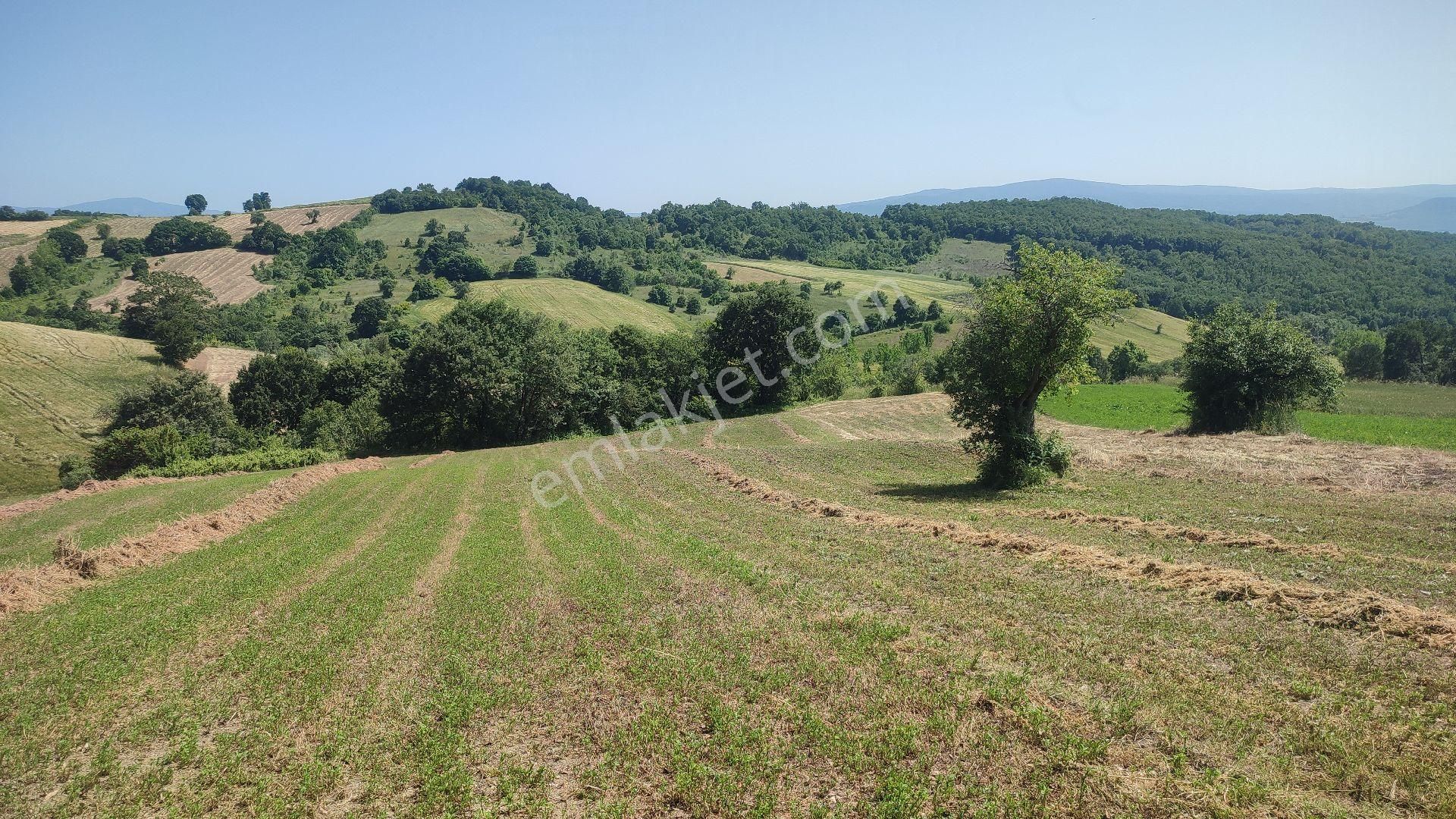 Mustafakemalpaşa Kapaklıoluk Satılık Tarla Bursa Mustafakemalpaşa Kapaklioluk Köyünde Bulunan 11200m2 Tarlamiz Satılıktır