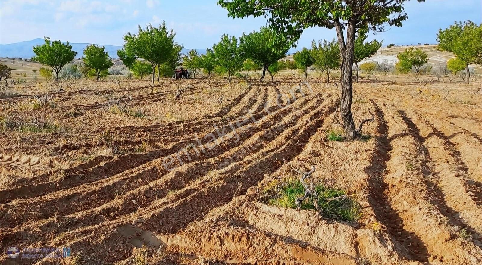 Nevşehir Merkez Çat Bld. (15 Temmuz) Satılık Tarla DOSTHANEEMLAK TAN ÇAT 15 TEMMUZDA UYGUN FİYATA MEYVE BAHÇELİ BAĞ