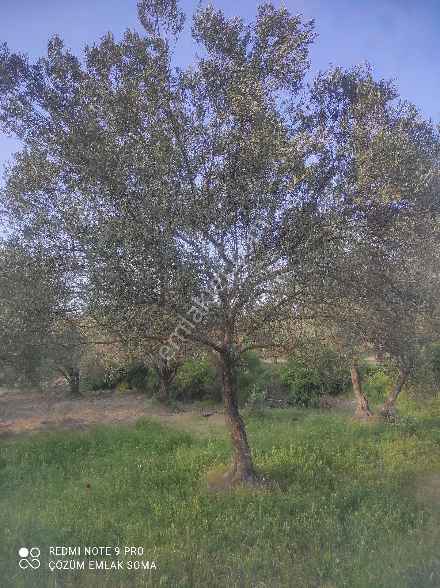 Kırkağaç Musahoca Satılık Zeytinlik BÖLGEDE DAHA UCUZU YOK..