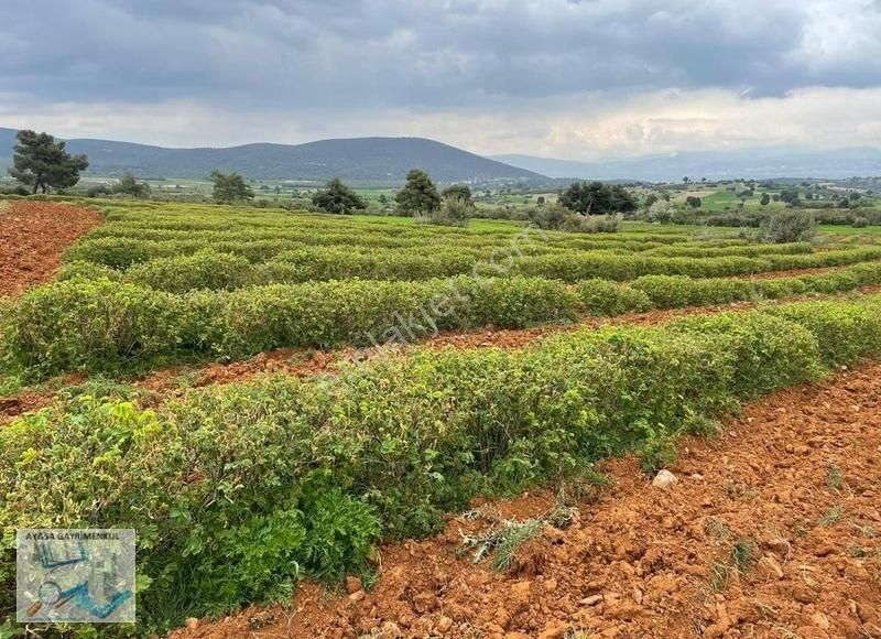 Burdur Merkez İlyas Köyü (Orta) Satılık Tarla AYSA'DAN İLYAS KÖYÜ KİRA GETİRİLİ 12 DÖNÜM GÜL BAHÇESİ ve EV