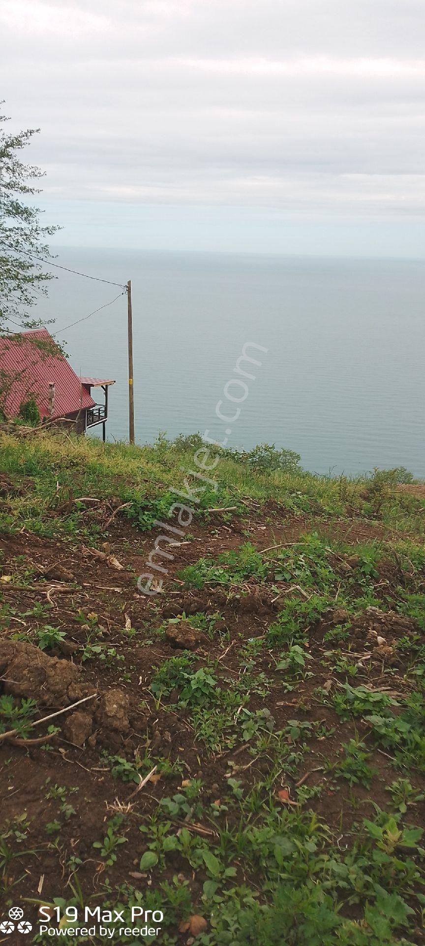 Ordu Perşembe Satılık Bağ & Bahçe Perşembe Ramazan mahallesi satılık imarlı fındık bahçesi 