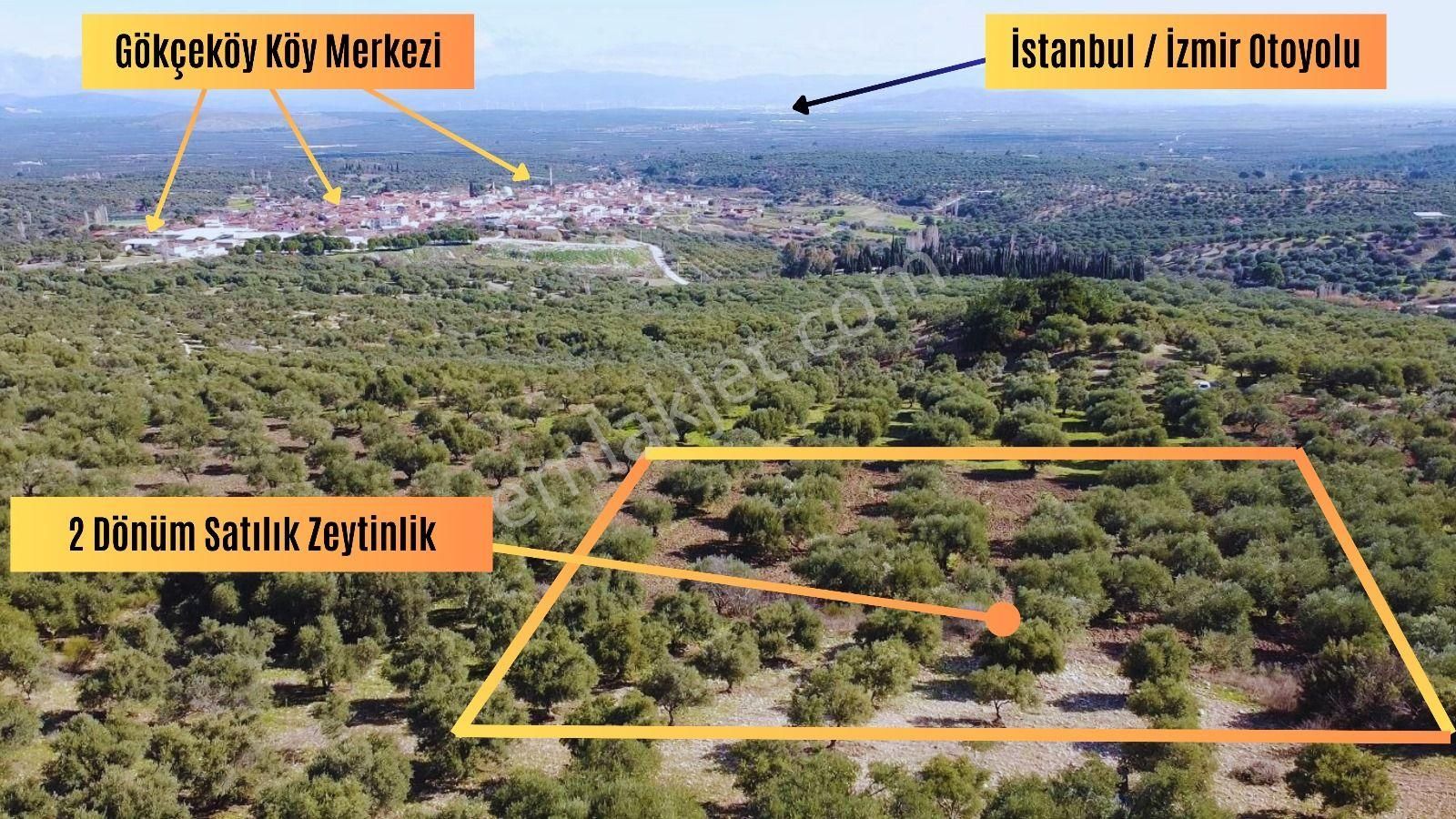 Saruhanlı Gökçeköy Satılık Tarla Manisa Gökçeköy'de Satılık 2 Dönüm Zeytinlik