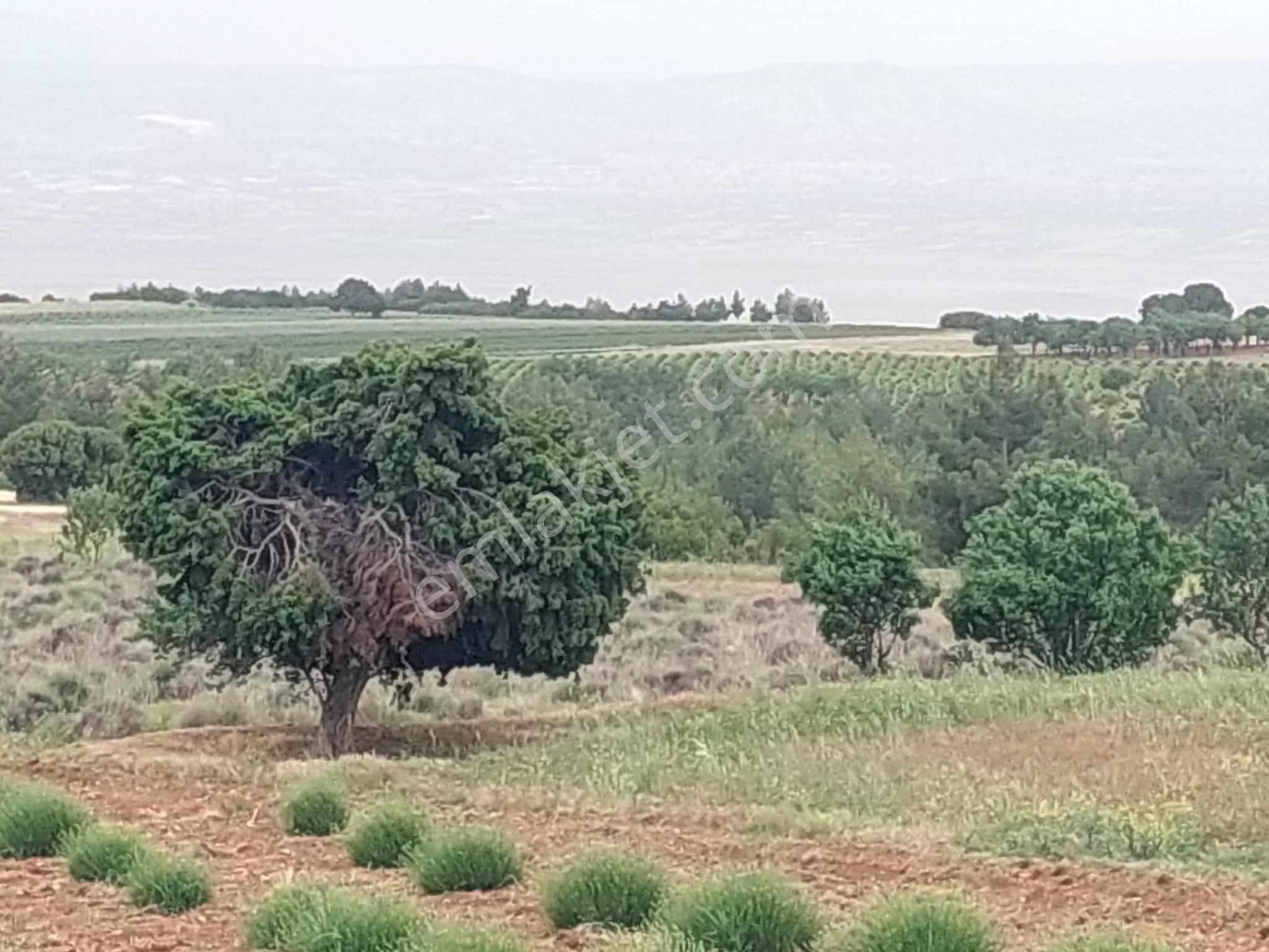 Keçiborlu Kuyucak Köyü Satılık Tarla  KEÇİBORLU KUYUCAK'TA 2.450 M² SATILIK TARLA