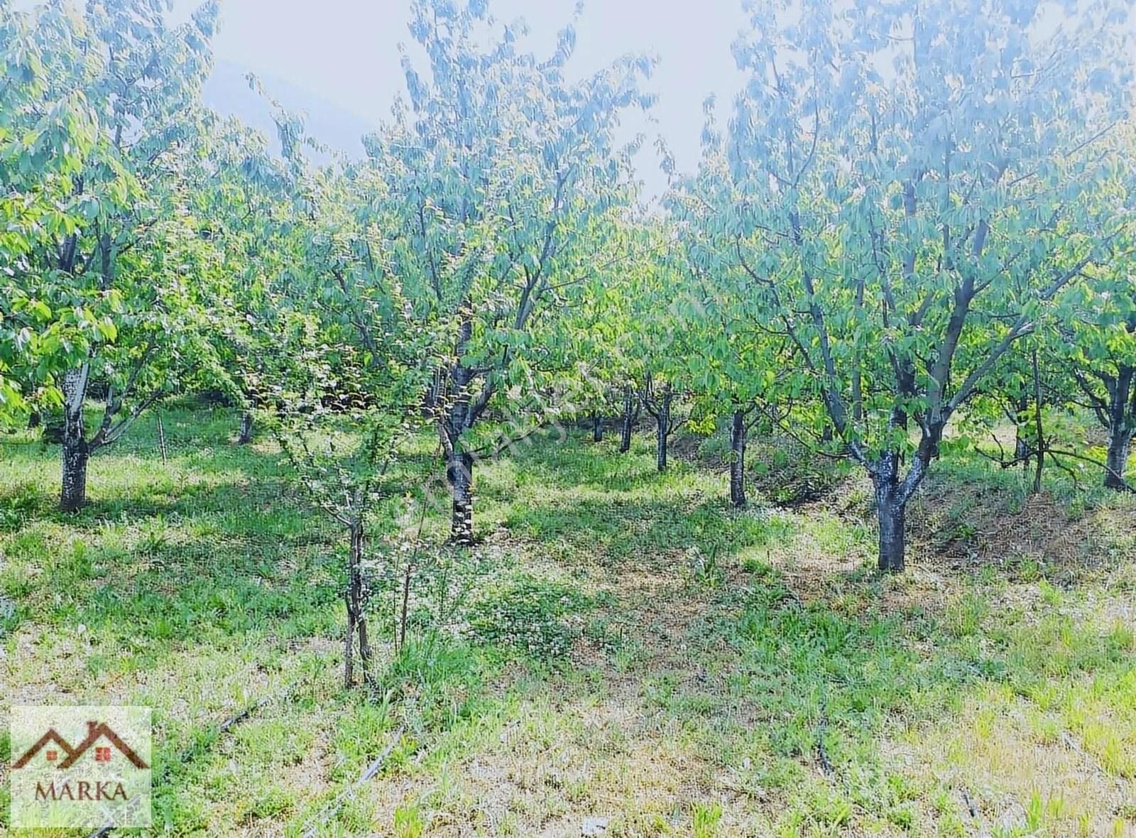 Amasya Merkez Kızseki Köyü (Yukarı Kızseki) Satılık Bağ & Bahçe Marka dan mükemmel 2 dönüm meyve bahçesi