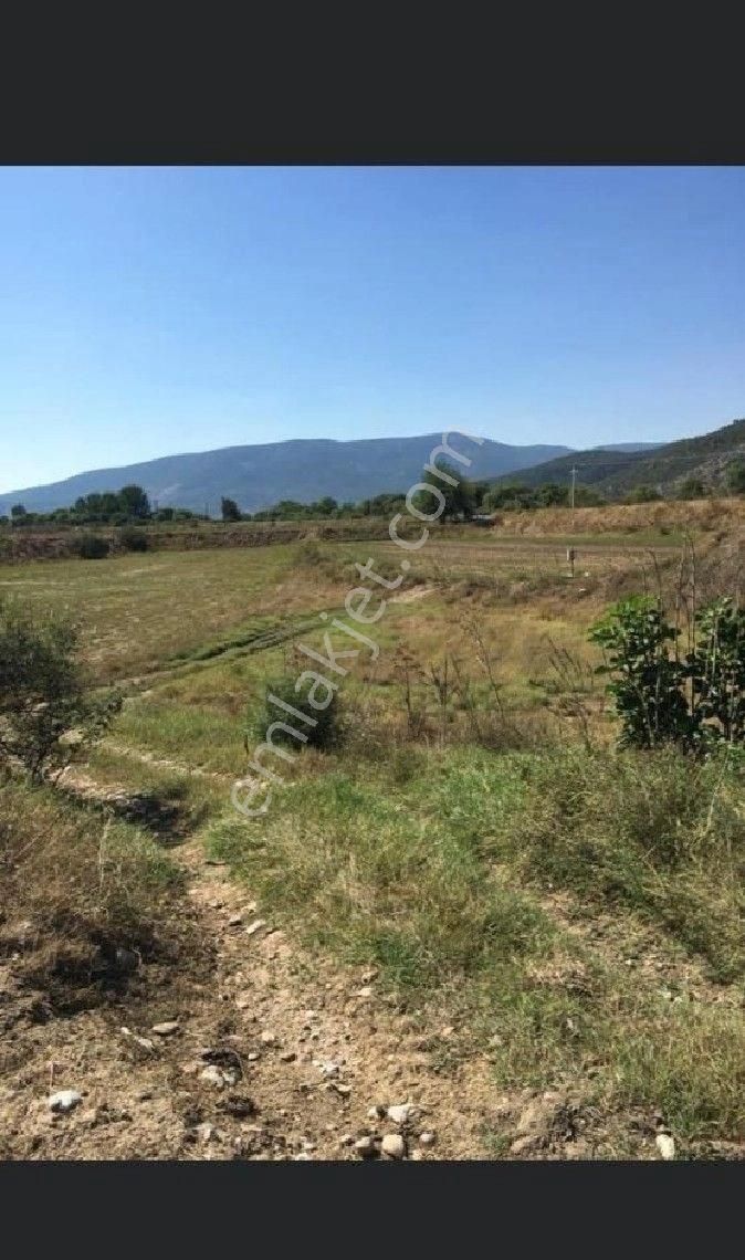 Milas Damlıboğaz Satılık Tarla MUĞLA MİLAS DAMLIBOĞAZ KÖYÜNDE SATILIK KADASTRAL SOLA SIFIR %5 İMARLI TARLA