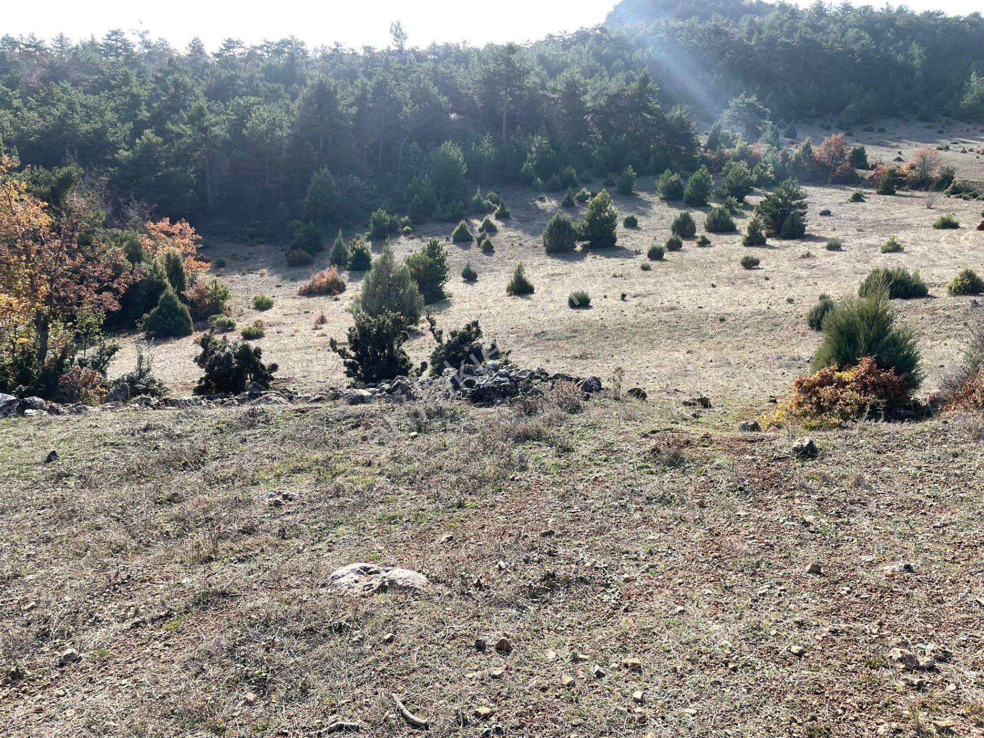 Osmaneli Akçapınar Köyü Satılık Tarla Akçapınar Köyünde 8733 M2 Satılık Tarla