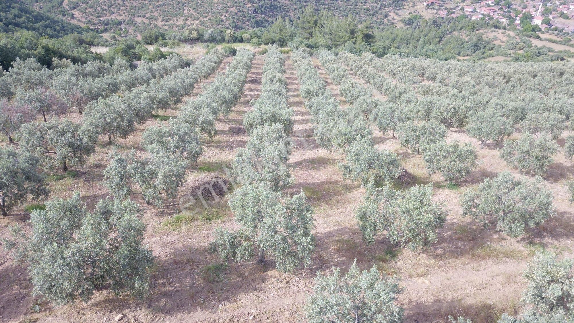 Salihli Hacıhıdır Satılık Tarla Global Gayrimenkul’den Satılık 15 Dönüm Zeytinlik