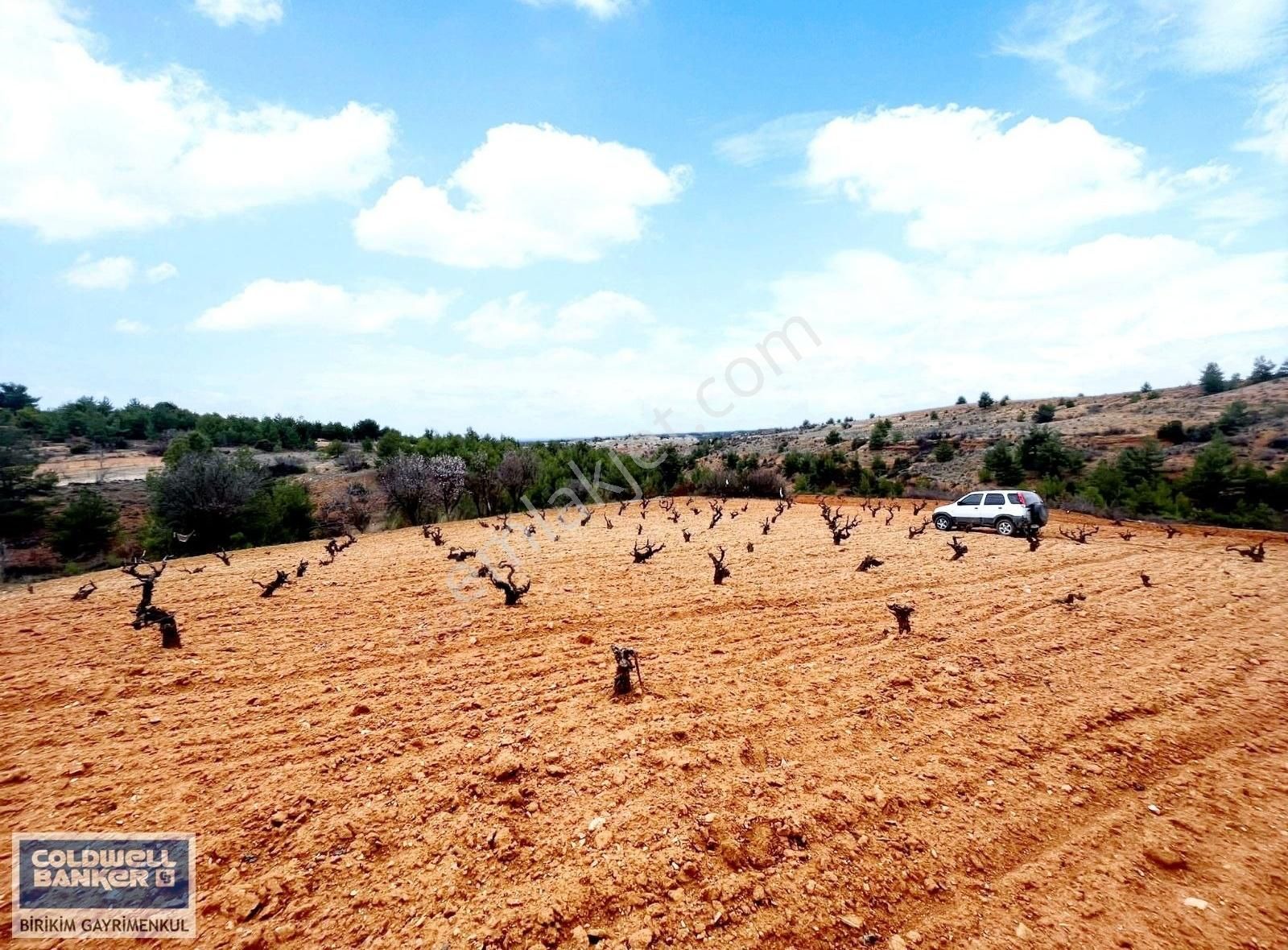 Çal Ortaköy Satılık Bağ & Bahçe ÜZÜM DİYARI DENİZLİ ÇAL'DA DÜMDÜZ 3900 M2 ÜZÜM BAĞI