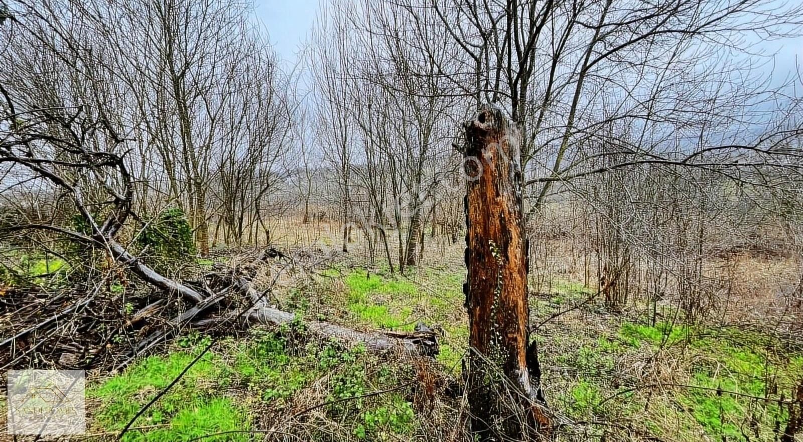 Bartın Merkez Akbaba Köyü (Merkez) Satılık Tarla BARTIN MERKEZ AKBABA KÖYÜNDE SATILIK 1359M2 TARLA+EV