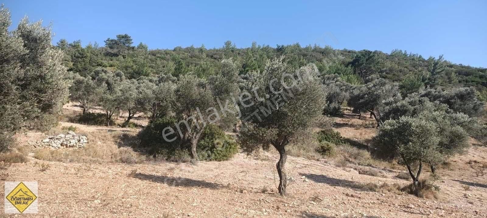 Urla Kadıovacık Satılık Tarla Urla Kadıovacıkta Yatırım Amaçlı Uygun Fiyatlı Yatırımlık Tarla