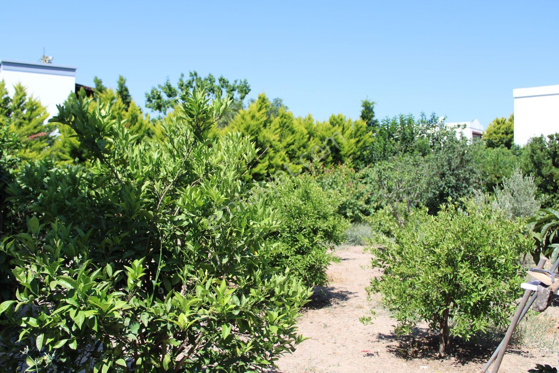 Yalıkavak Dirmilde Kaçırılmayacak 2 Adet Parselden Oluşan 2 Katlı Mustakil Ev - Görsel 19