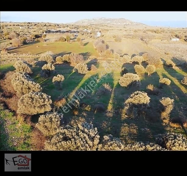 Foça Yenibağarası Satılık Tarla EGO EMLAK'TAN YENİBAĞARASİ'NDA SATILIK TARLA