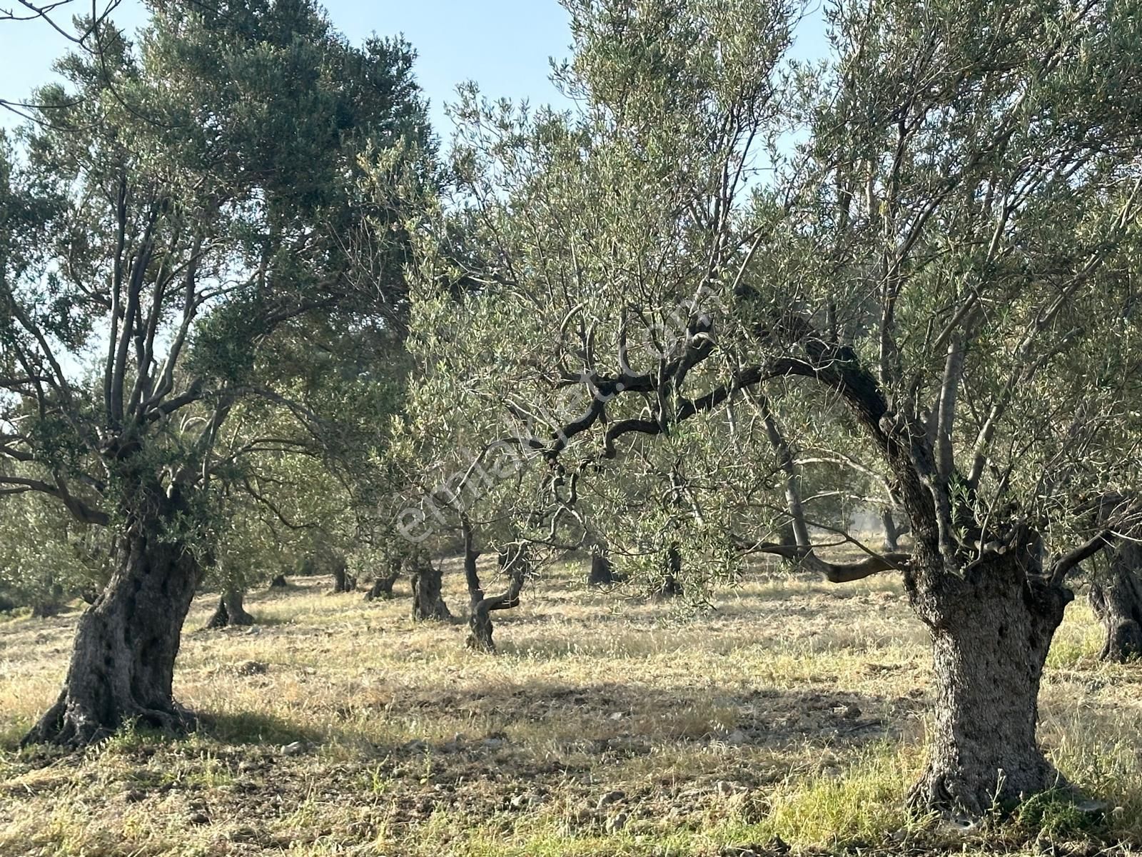 Ayvada'dan Ayvalık Mutluda 24 Dönüm Bakımlı Zeytinlik - Görsel 5