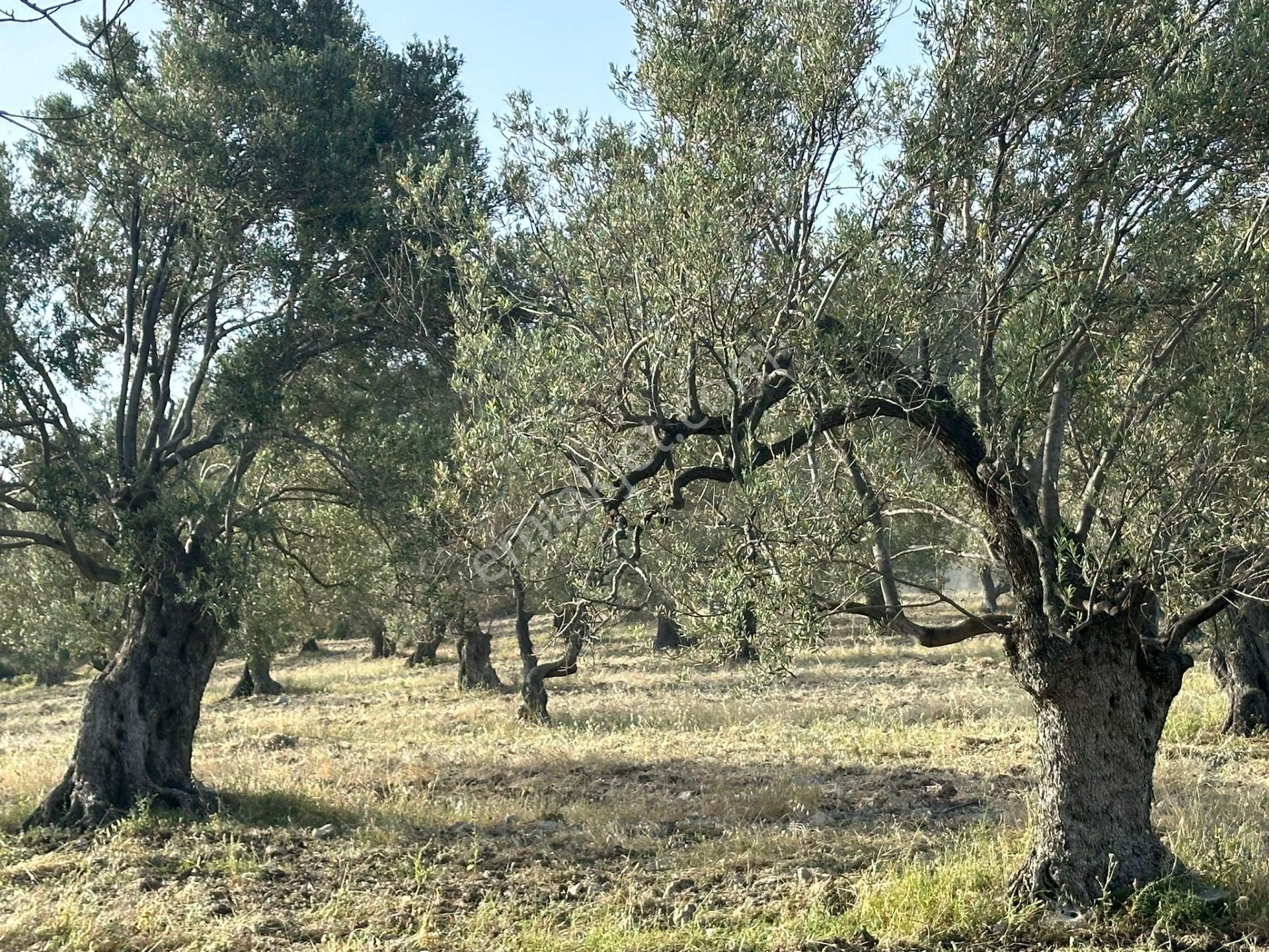 Ayvada'dan Ayvalık Mutluda Deniz Manzaralı 70 Dönüm Bakımlı Zeytinlik - Görsel 3