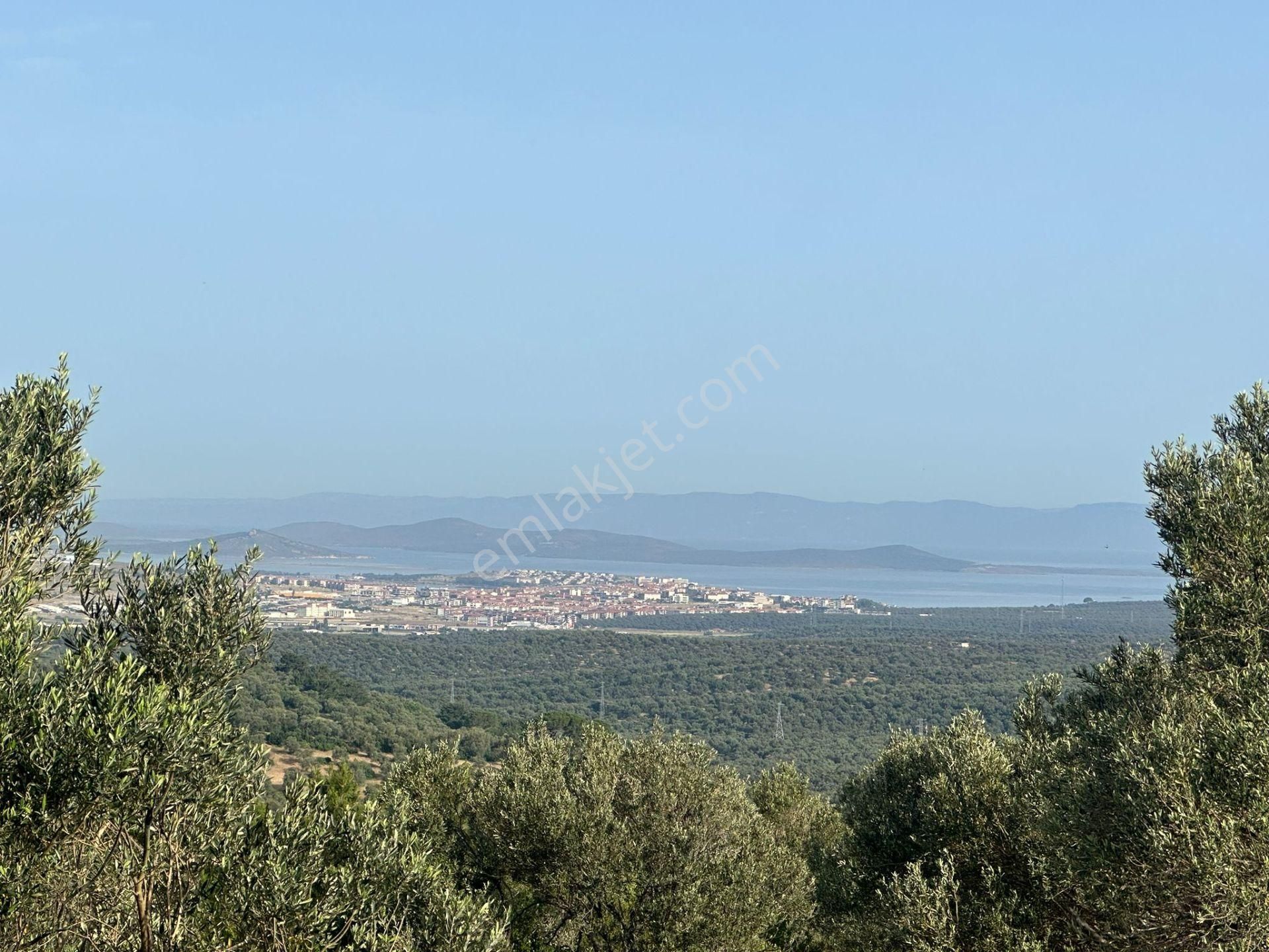 Ayvalık Mutlu Satılık Zeytinlik  AYVADA'DAN AYVALIK MUTLUDA DENİZ MANZARALI 70 DÖNÜM BAKIMLI ZEYTİNLİK