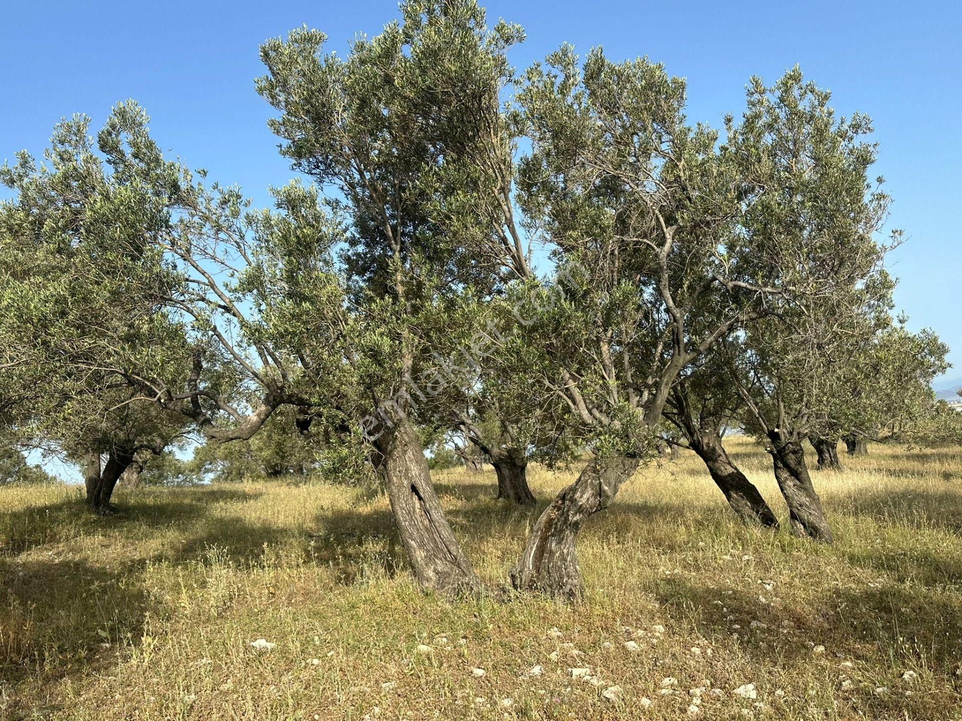 Ayvada'dan Ayvalık Mutluda Deniz Manzaralı 70 Dönüm Bakımlı Zeytinlik - Görsel 11