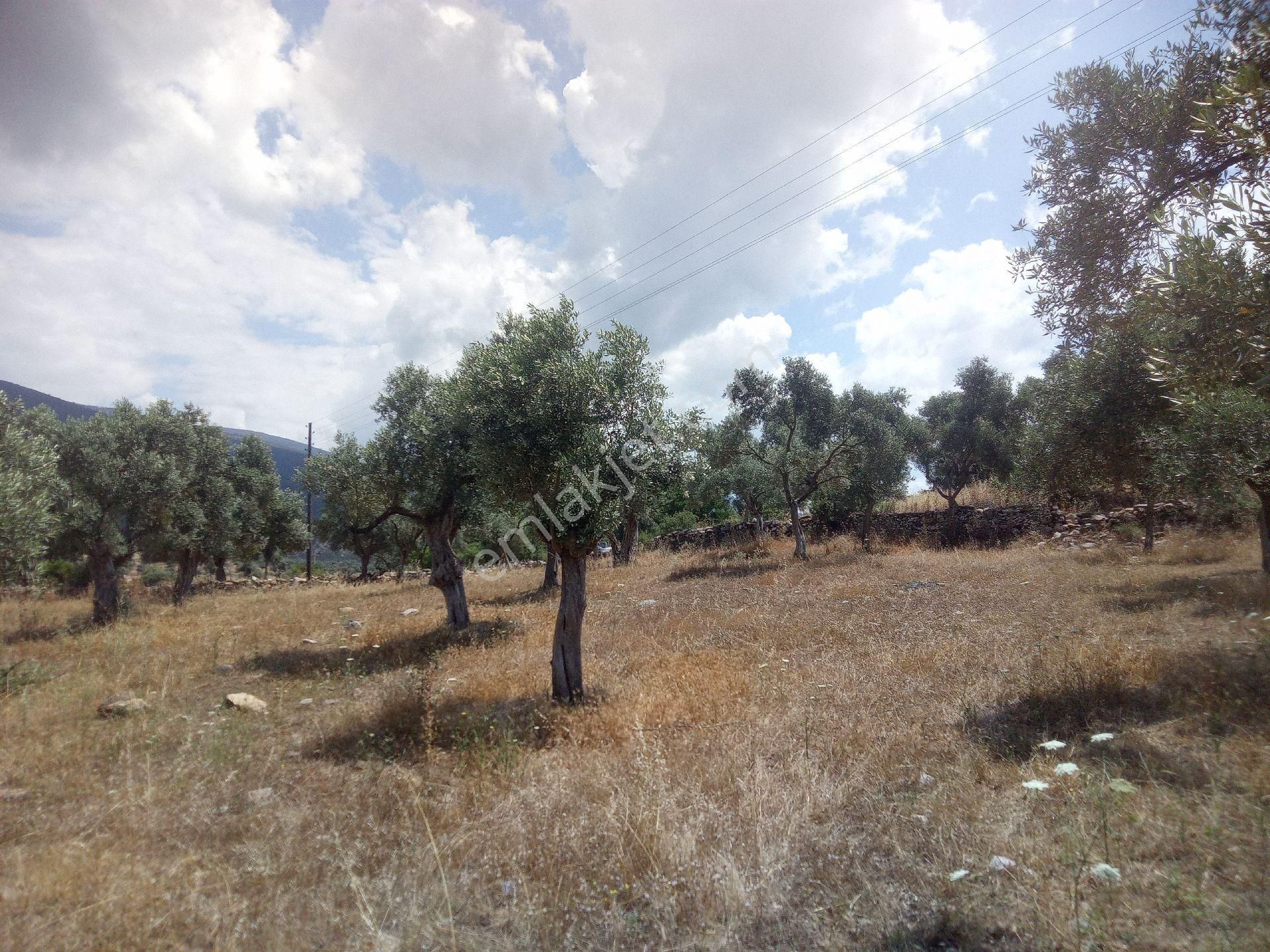 Milas Kazıklı Satılık Tarla Muğla Milas Kazıklı Mahallesi'nde satılık tarla