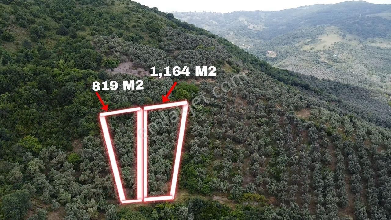 Orhangazi Çakırlı Satılık Tarla Çakır'lıda 820 M2 Göl Manzaralı Zeytinlik