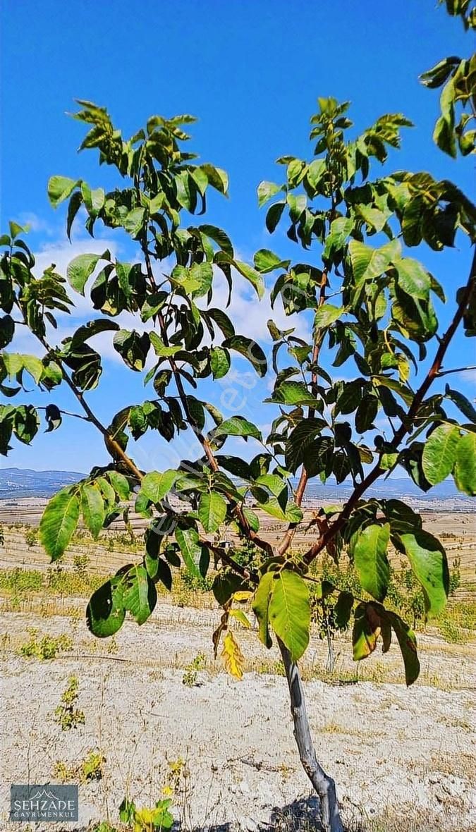 Bozkurt Yenibağlar Satılık Tarla ŞEHZADE 'DEN BOZKURT YENİBAĞLARDA 83.333 M2 CEVİZ BAHÇESi