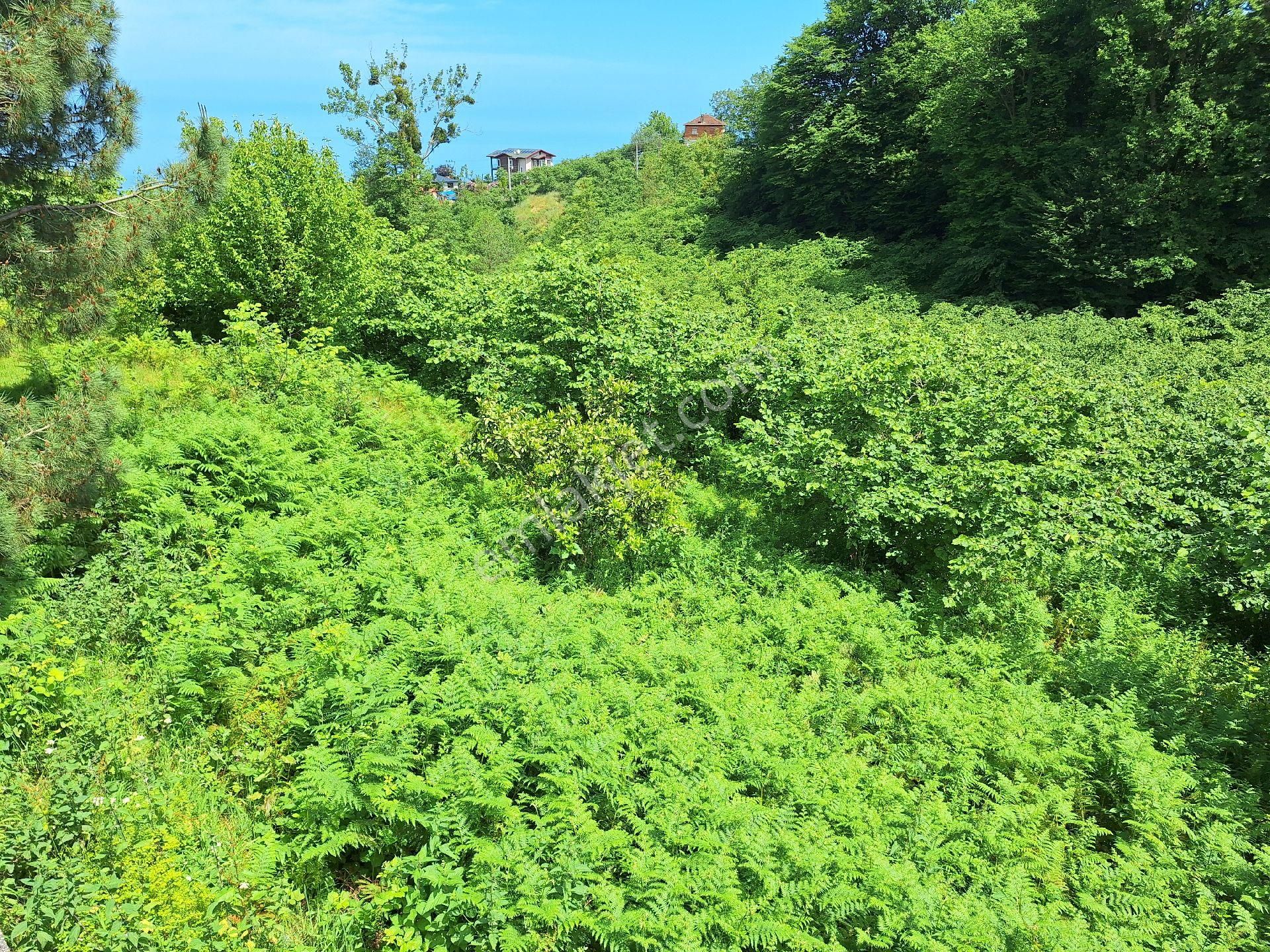 Çilekli Mah.(pelitli) Satılık Arazi Deniz Manzaralı 6.600m2!!!! - Görsel 9