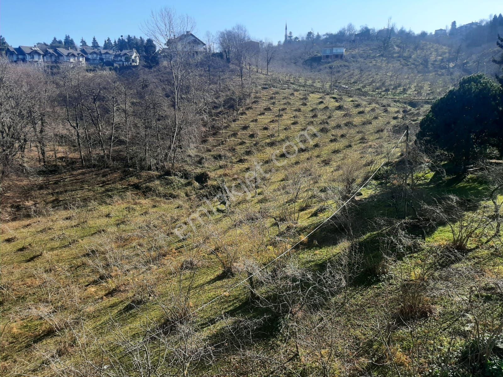 Çilekli Mah.(pelitli) Satılık Arazi Deniz Manzaralı 6.600m2!!!! - Görsel 12