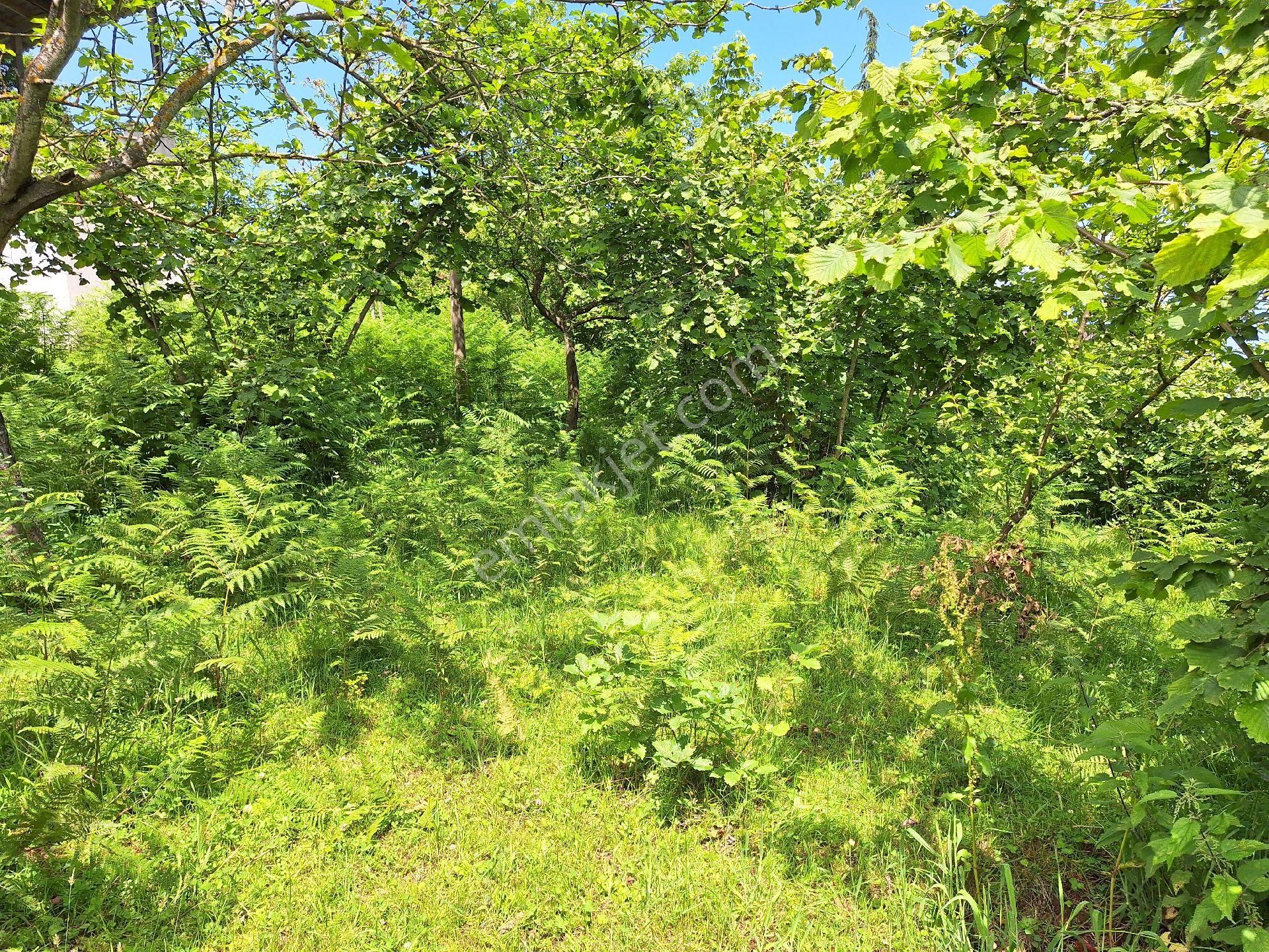 Çilekli Mah.(pelitli) Satılık Arazi Deniz Manzaralı 6.600m2!!!! - Görsel 7