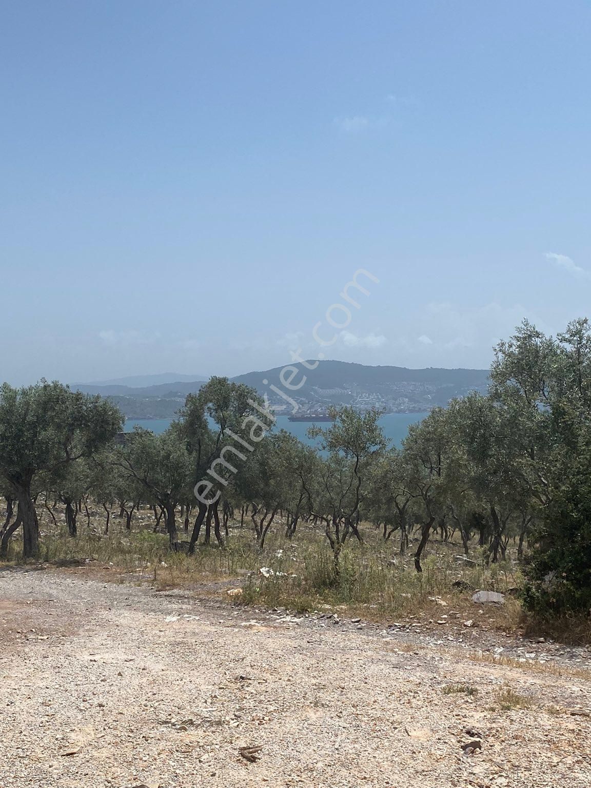 Milas Kıyıkışlacık Satılık Zeytinlik Tek tapu resmi yolu olan arsa