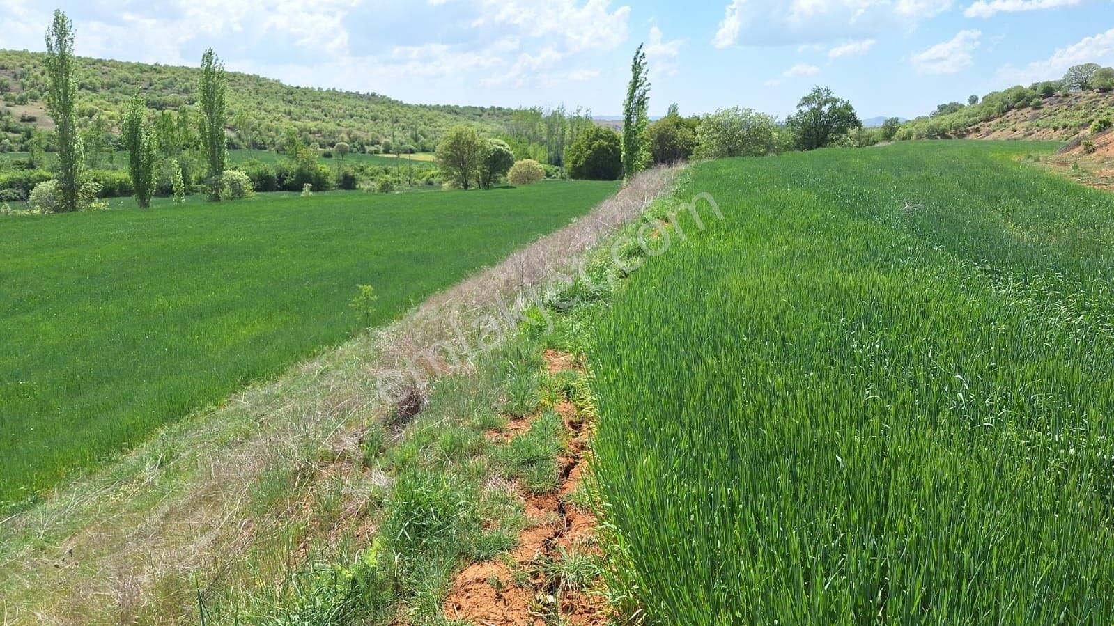 Çivril Gürpınar Satılık Muhtelif Arsa BUĞDAY / ARPA EKİLİ GES VE HAYVANCILIK İÇİN UYGUN MARJİNAL'dir.