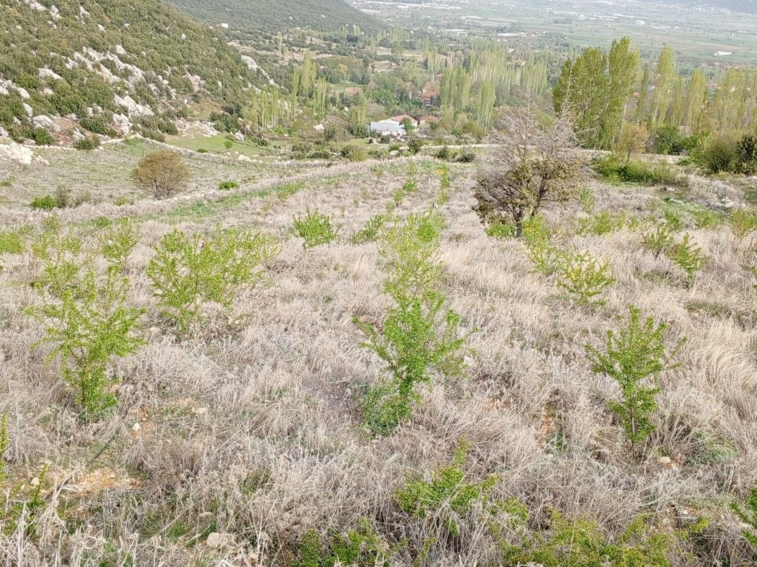 Seydikemer Temel Satılık Tarla  Muğla Seydikemer Temel Köyünde 28 Dönüm Elektrik Suyu ve Yolu Olan Fıstık Tarlası