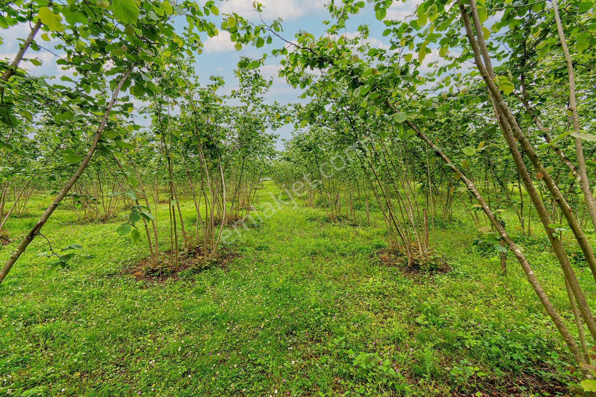 Ordu Oremlak Kökenli Mah. 3214,15m² Satılık Müstakil Parsel Fındık Bahçesi - Görsel 13