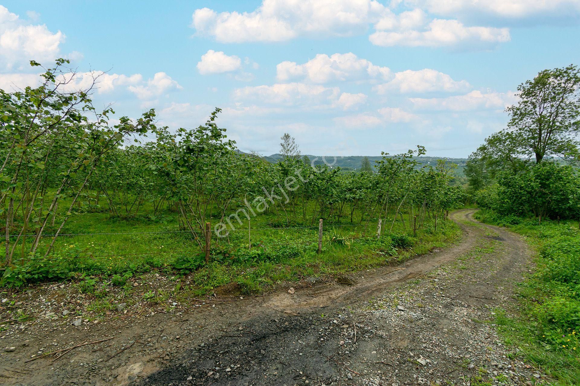 Ordu Oremlak Kökenli Mah. 3214,15m² Satılık Müstakil Parsel Fındık Bahçesi - Görsel 21