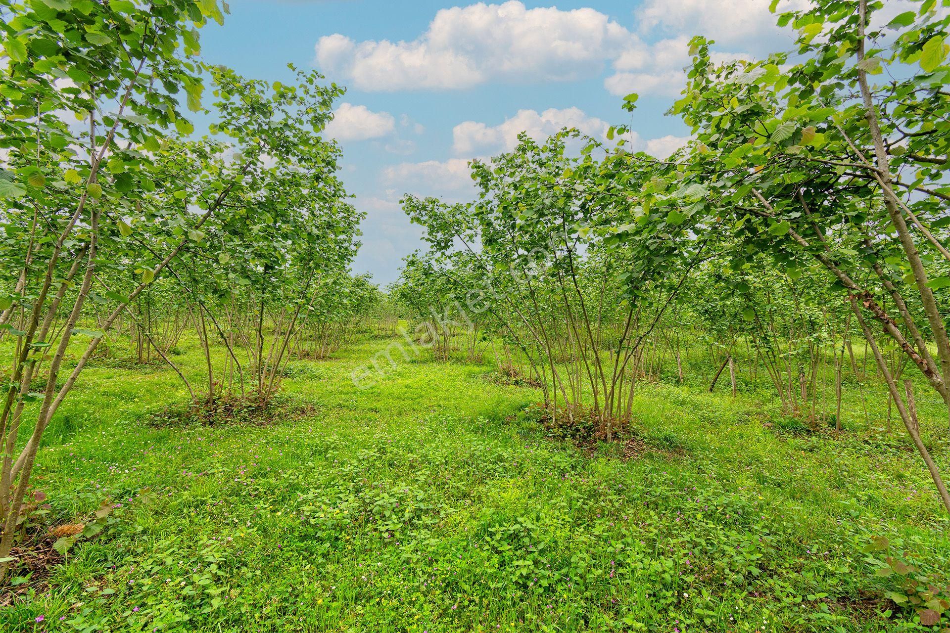 Ordu Oremlak Kökenli Mah. 3214,15m² Satılık Müstakil Parsel Fındık Bahçesi - Görsel 12