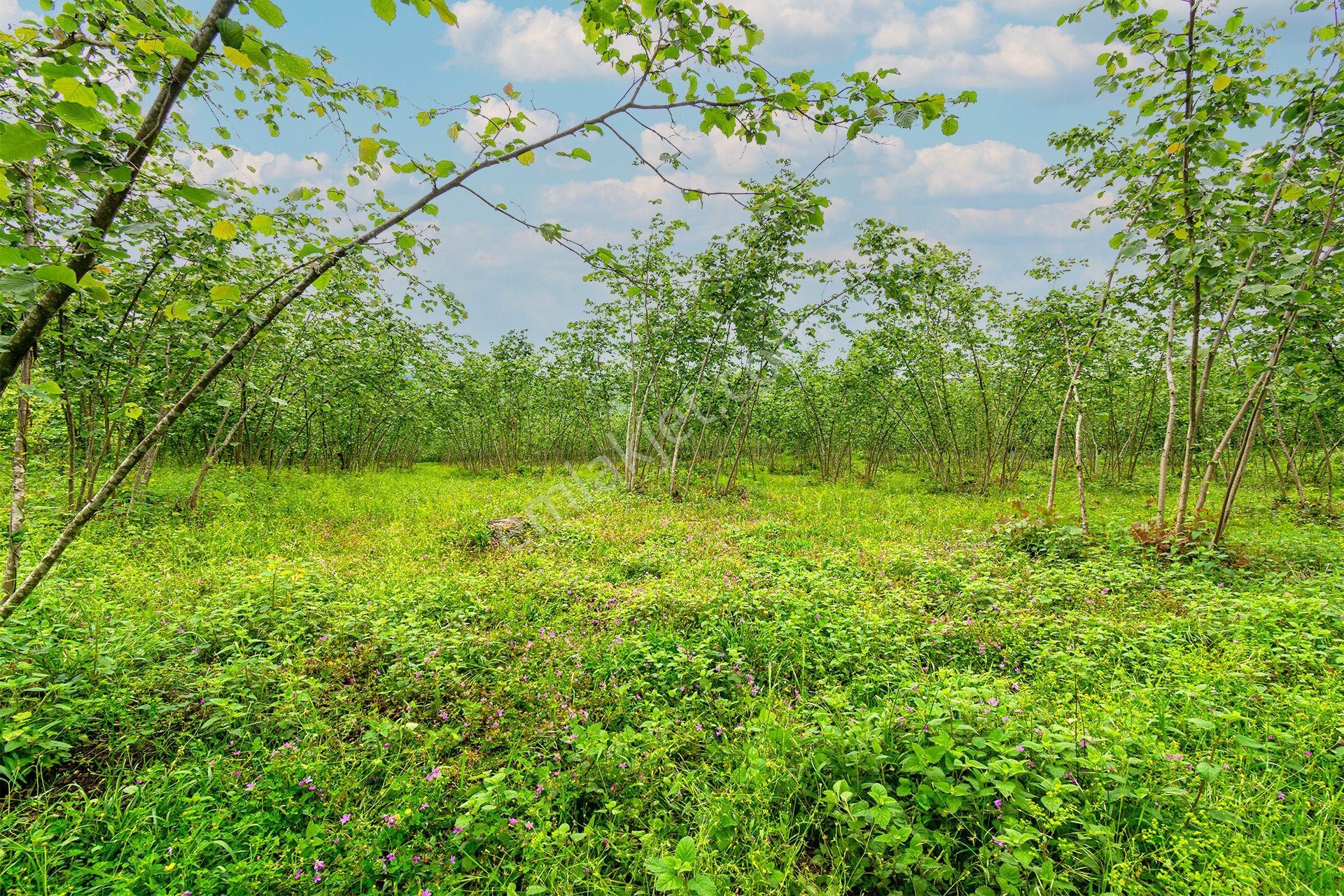 Ordu Oremlak Kökenli Mah. 3214,15m² Satılık Müstakil Parsel Fındık Bahçesi - Görsel 4