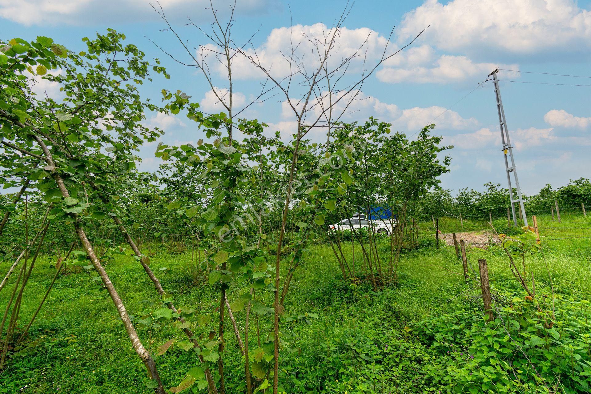 Ordu Oremlak Kökenli Mah. 3214,15m² Satılık Müstakil Parsel Fındık Bahçesi - Görsel 6