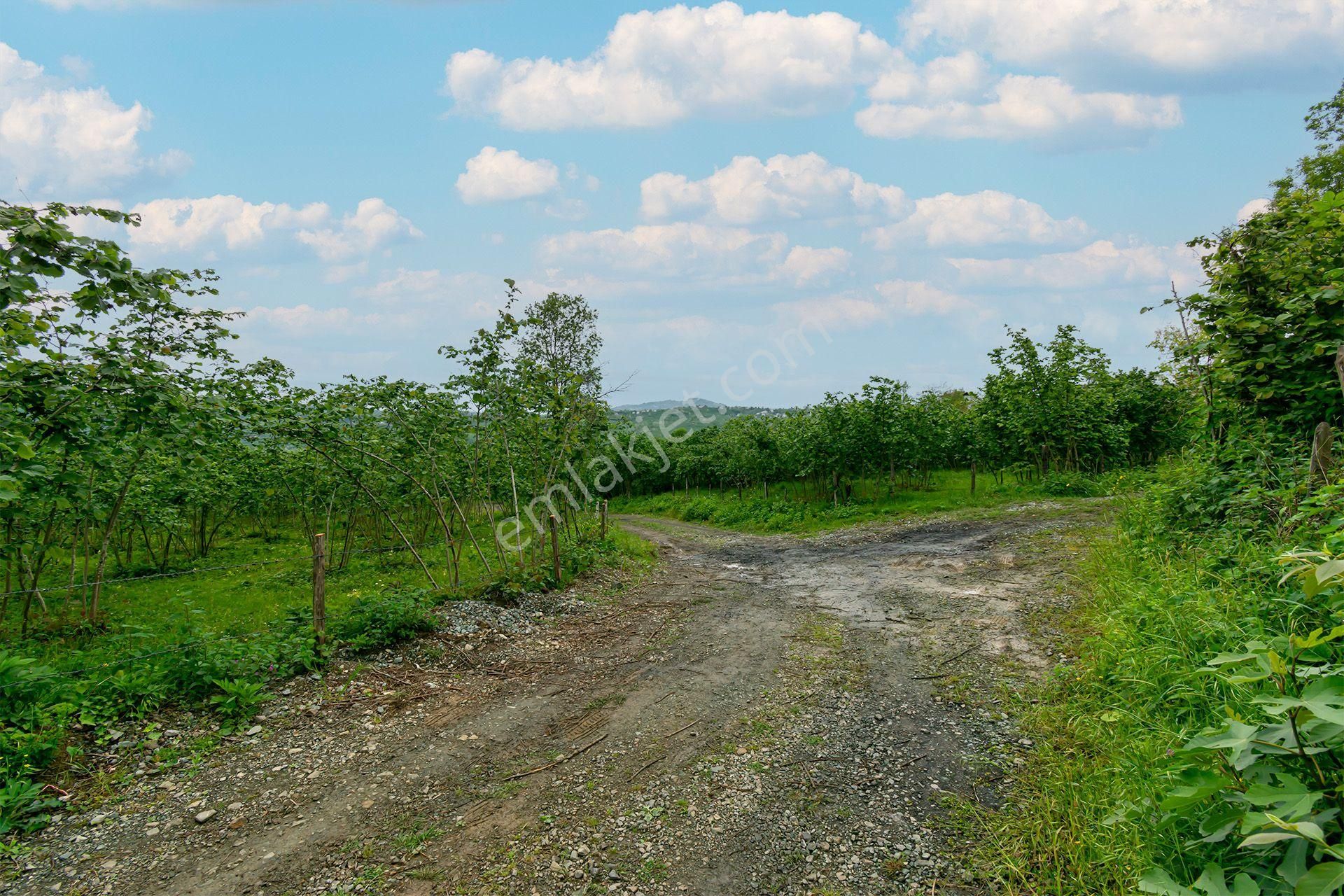 Ordu Oremlak Kökenli Mah. 3214,15m² Satılık Müstakil Parsel Fındık Bahçesi - Görsel 19