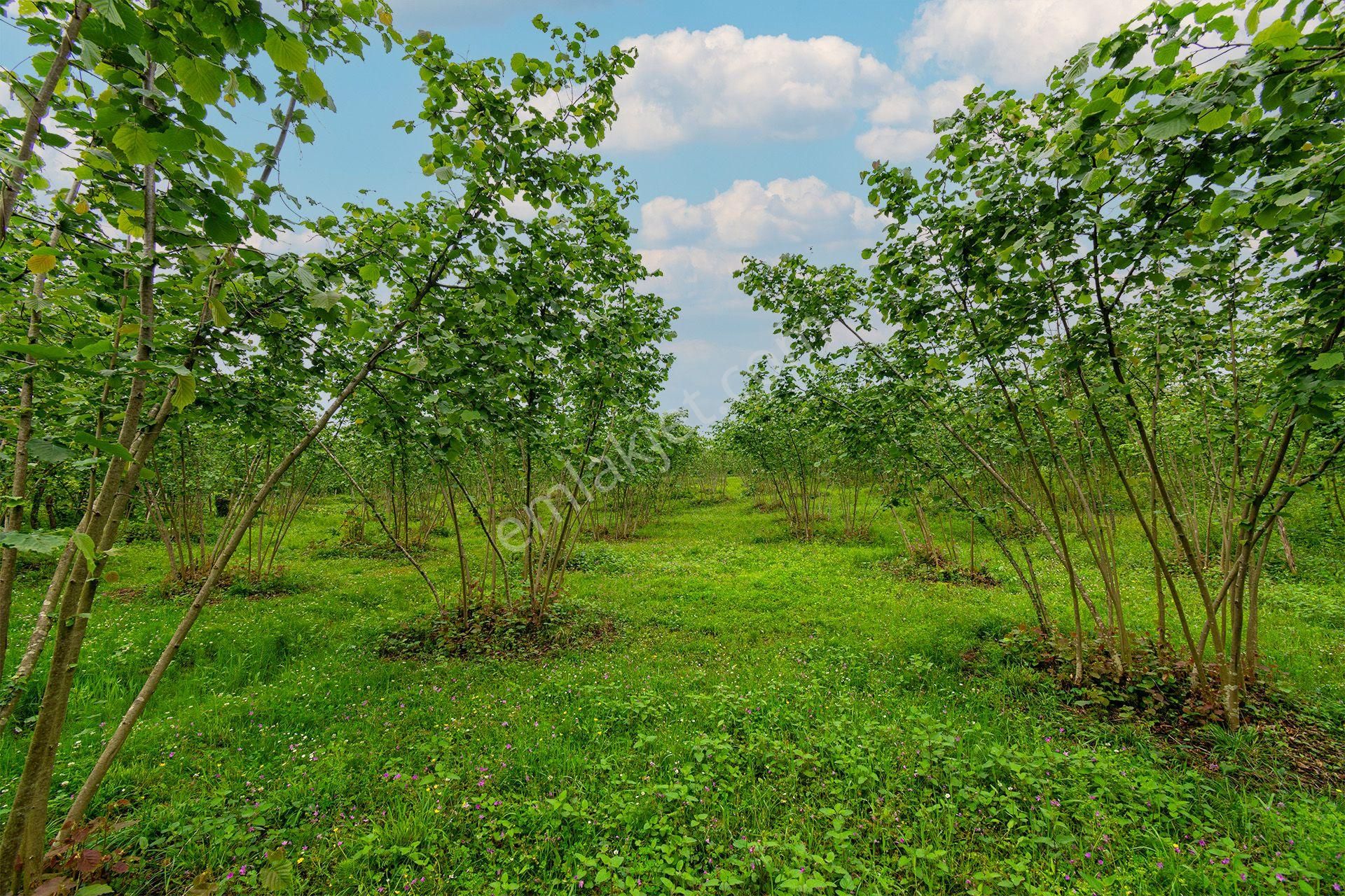 Ordu Oremlak Kökenli Mah. 3214,15m² Satılık Müstakil Parsel Fındık Bahçesi - Görsel 3