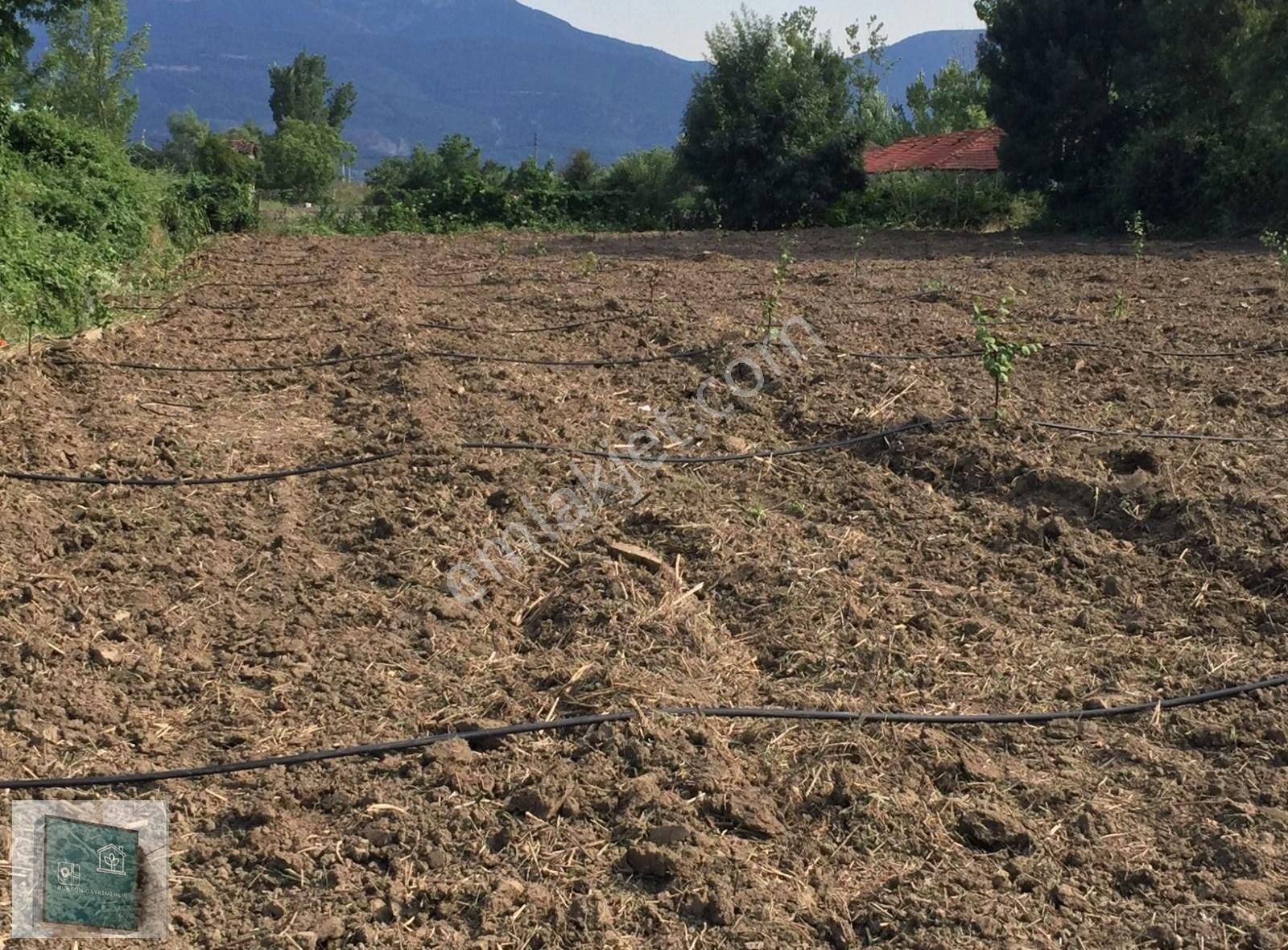 Pamukova Cumhuriyet Satılık Tarla YATIRIMLIK ARAZİ GÜZEL KONUMDA