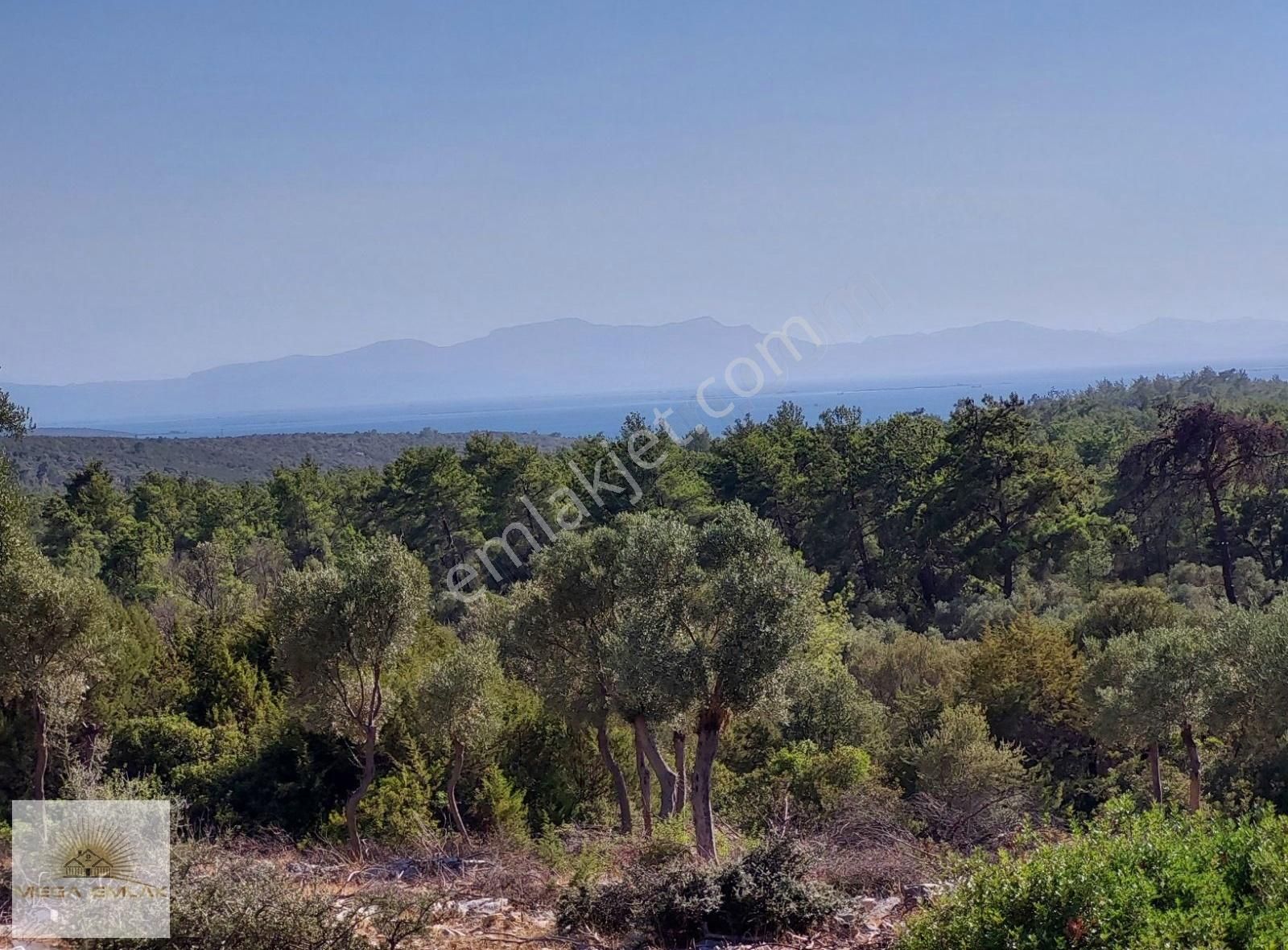 Milas Kızılağaç Satılık Zeytinlik Muğla Milas Papaz Koyunda Satılık Manzaralı Zeytinlik