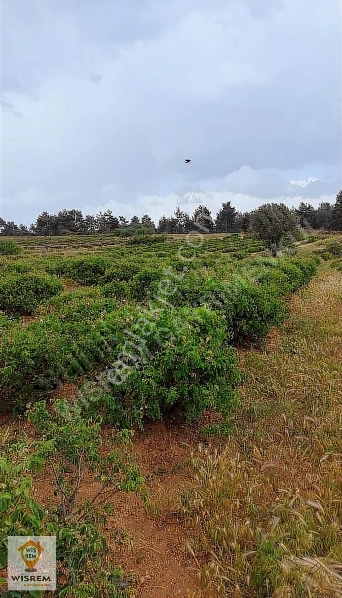 Keçiborlu Saracık Köyü Satılık Tarla Isparta Keçiborlu Gülbahçesi