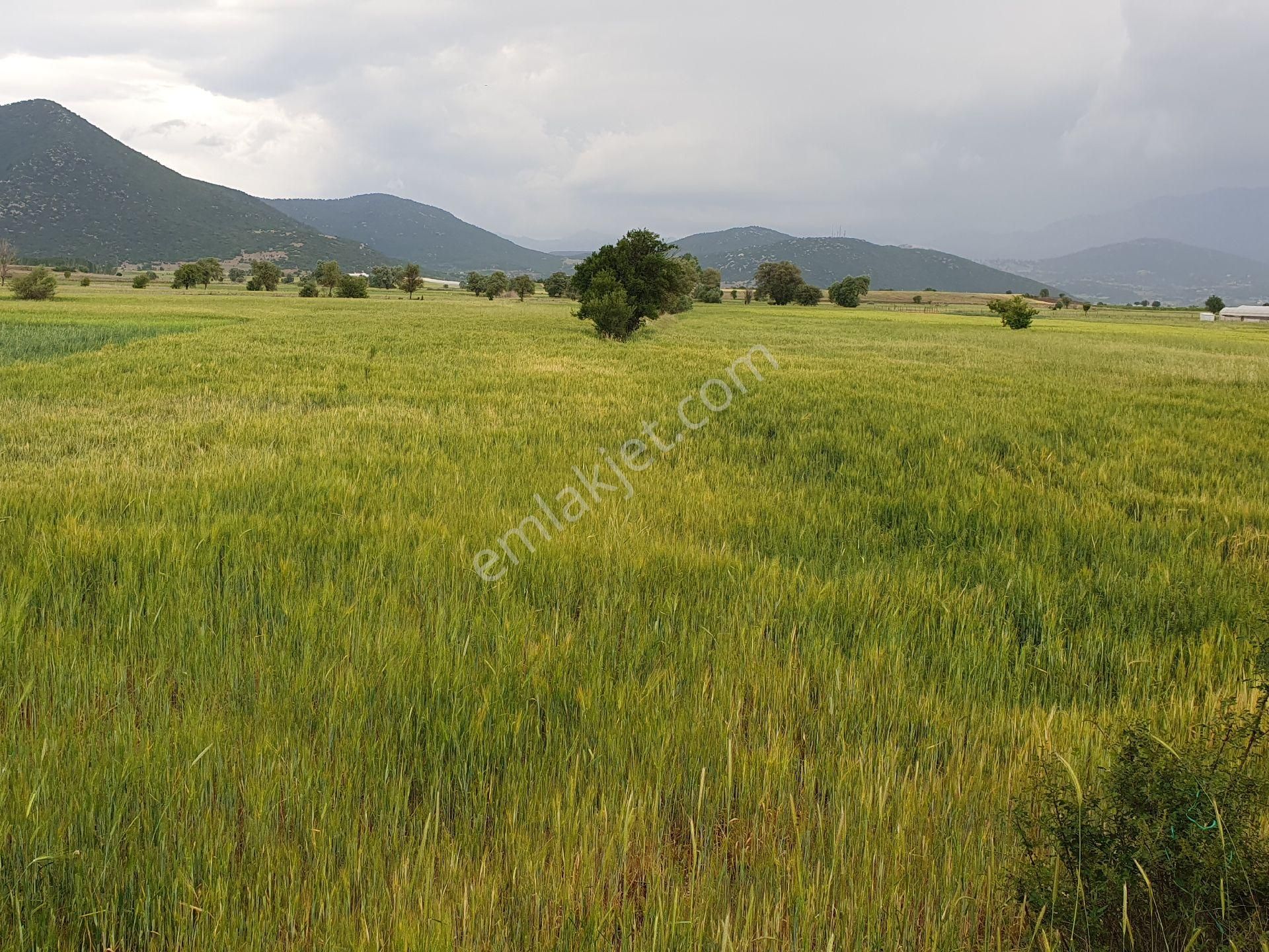 Seydikemer Ceylan Satılık Tarla Nehir manzaralı satılık tarla muğla seydikemer yayla ceylan mah