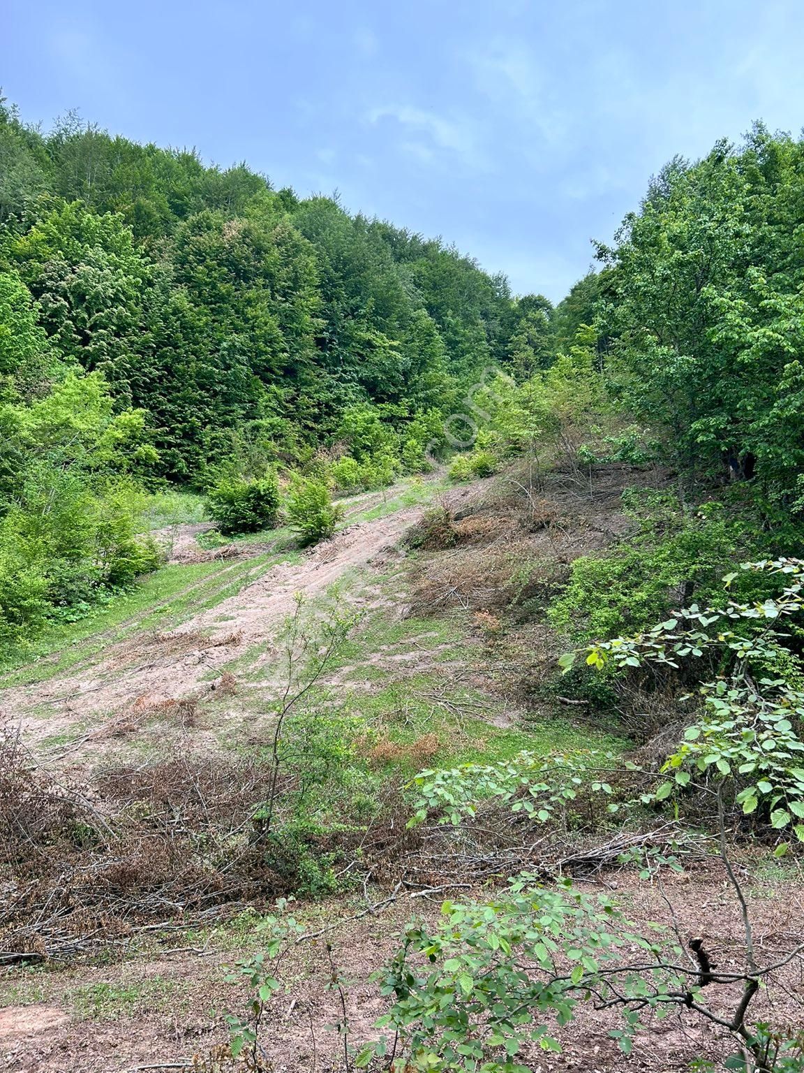 Yola Sıfır Çok Güzel Tarla - Görsel 3