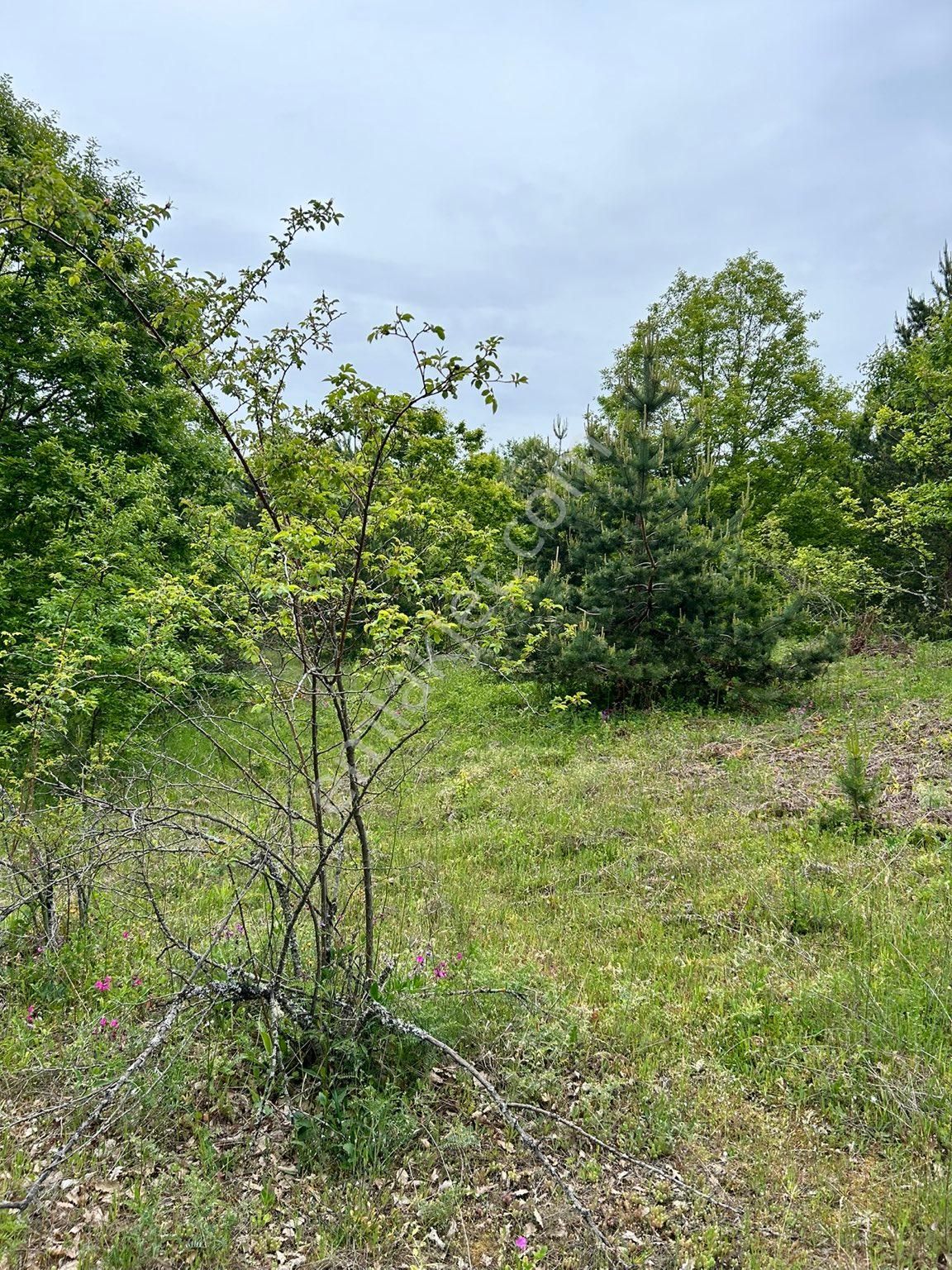 5600 M2 Kelepir Arazi - %50 Peşinat Geri Kalan 12 Ay Taksit - Görsel 4