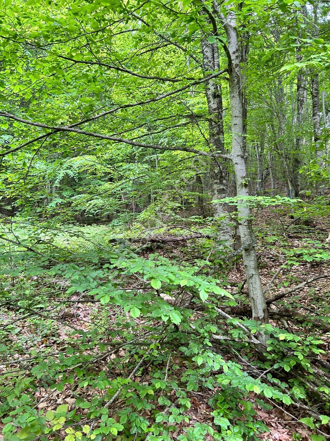 5600 M2 Kelepir Arazi - %50 Peşinat Geri Kalan 12 Ay Taksit - Görsel 7