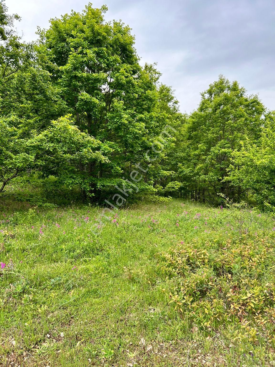 2850 M2 Çok Güzel Tarla %50 Peşin %50 12 Ay Taksit - Görsel 6