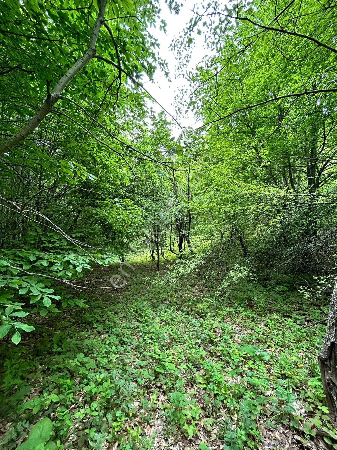 2850 M2 Çok Güzel Tarla %50 Peşin %50 12 Ay Taksit - Görsel 9