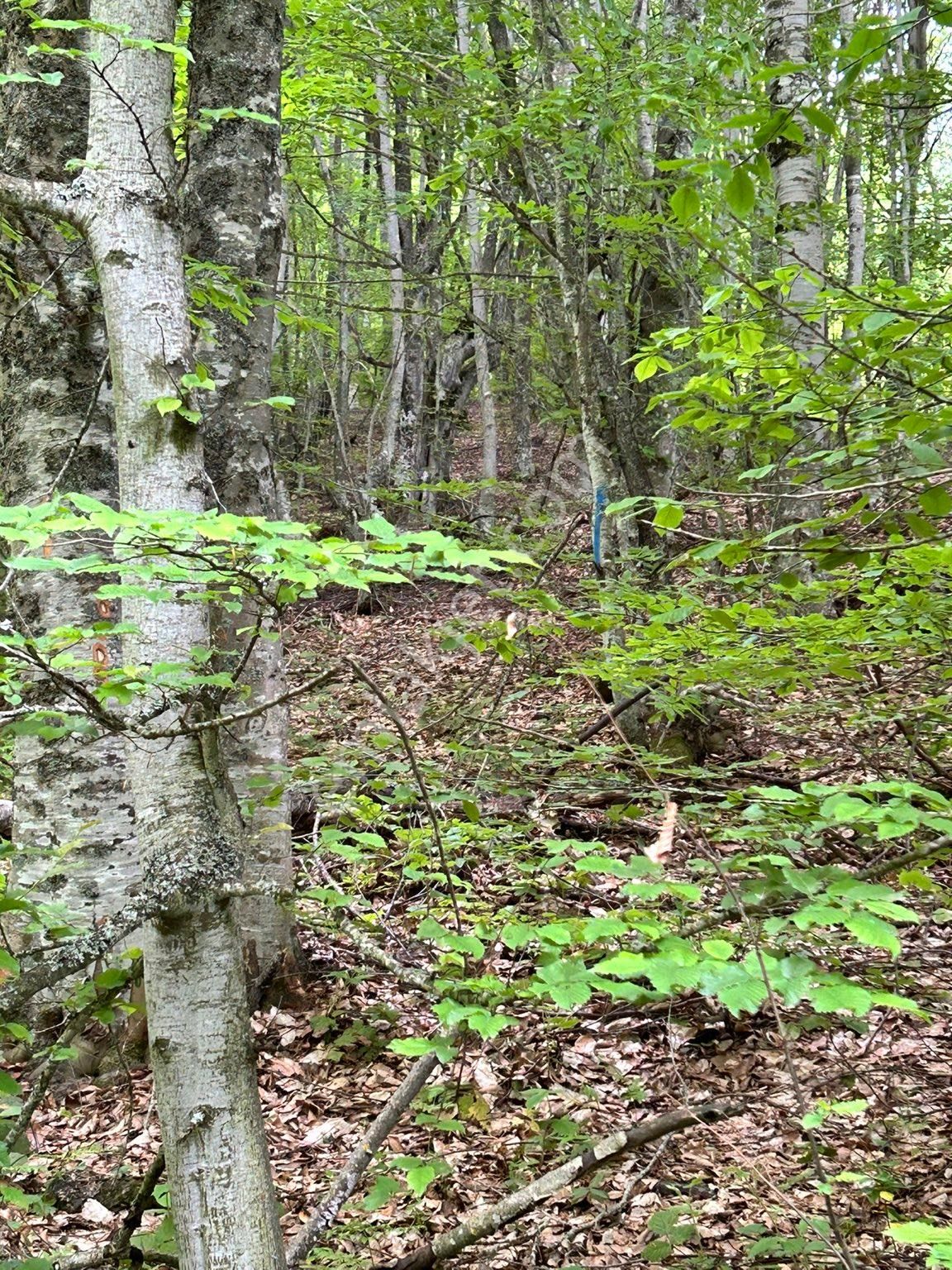 24 Dönüm Çok Güzel Arsalar - Görsel 14