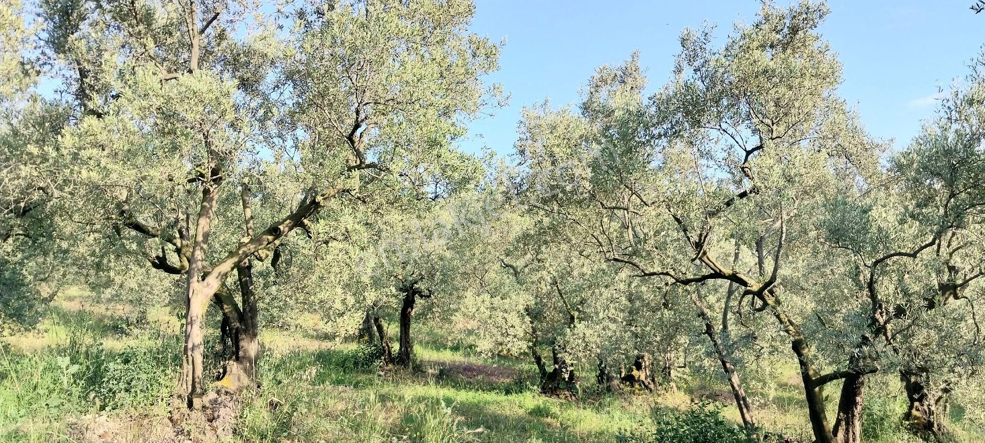 Fiyat Düştü # Acil Satılık Mudanya Trilye Muhteşem Zeytinlik - Görsel 24