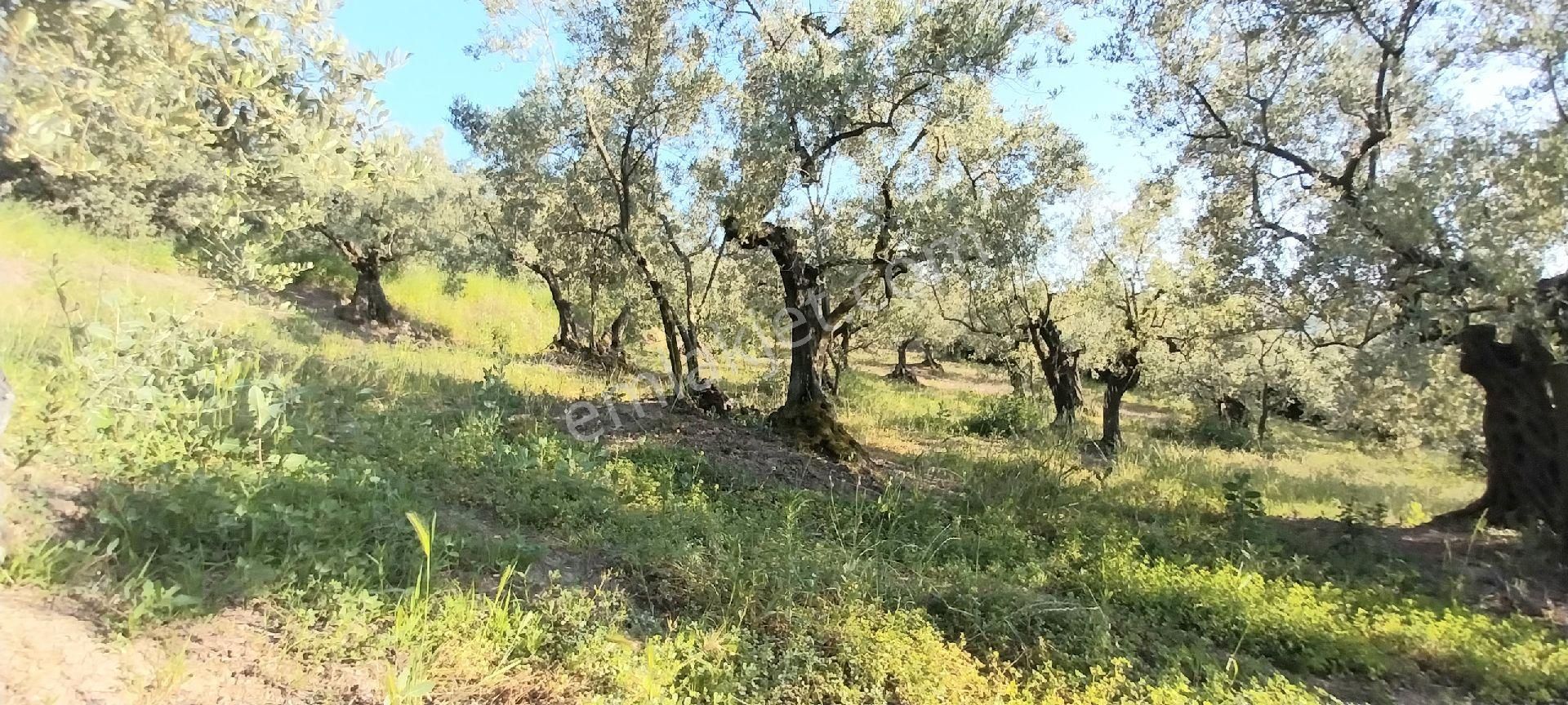 Fiyat Düştü # Acil Satılık Mudanya Trilye Muhteşem Zeytinlik - Görsel 17