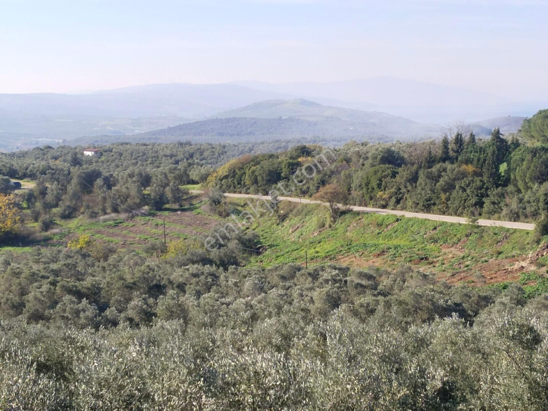 Fiyat Düştü # Acil Satılık Mudanya Trilye Muhteşem Zeytinlik - Görsel 34