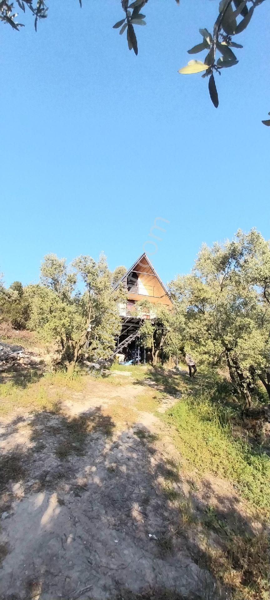 Fiyat Düştü # Acil Satılık Mudanya Trilye Muhteşem Zeytinlik - Görsel 2